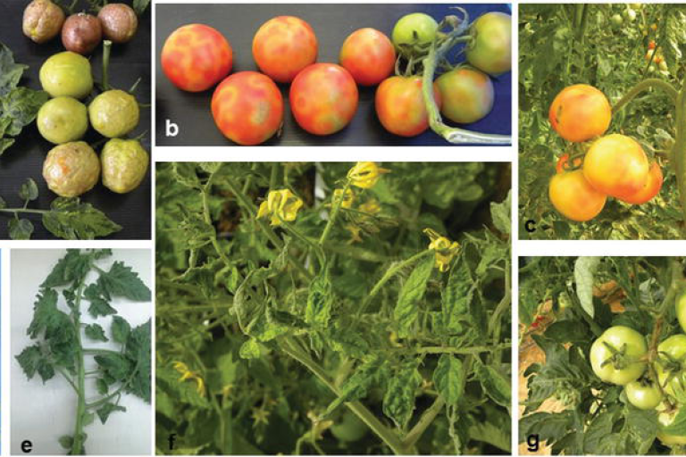 Billeder af tomater ramt af tomatskrumpevirus