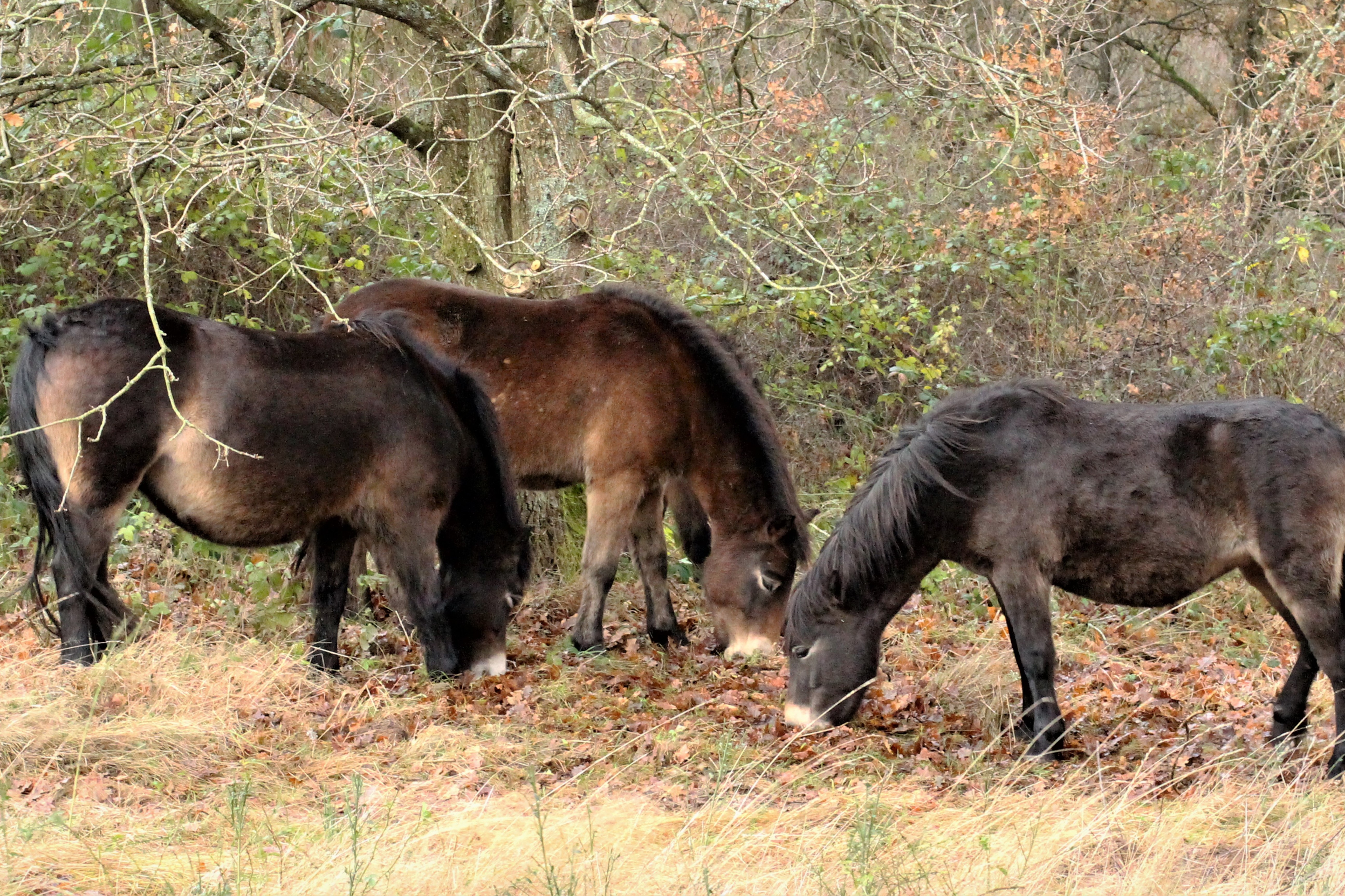 Vildheste på Mols i rewilding-projektet