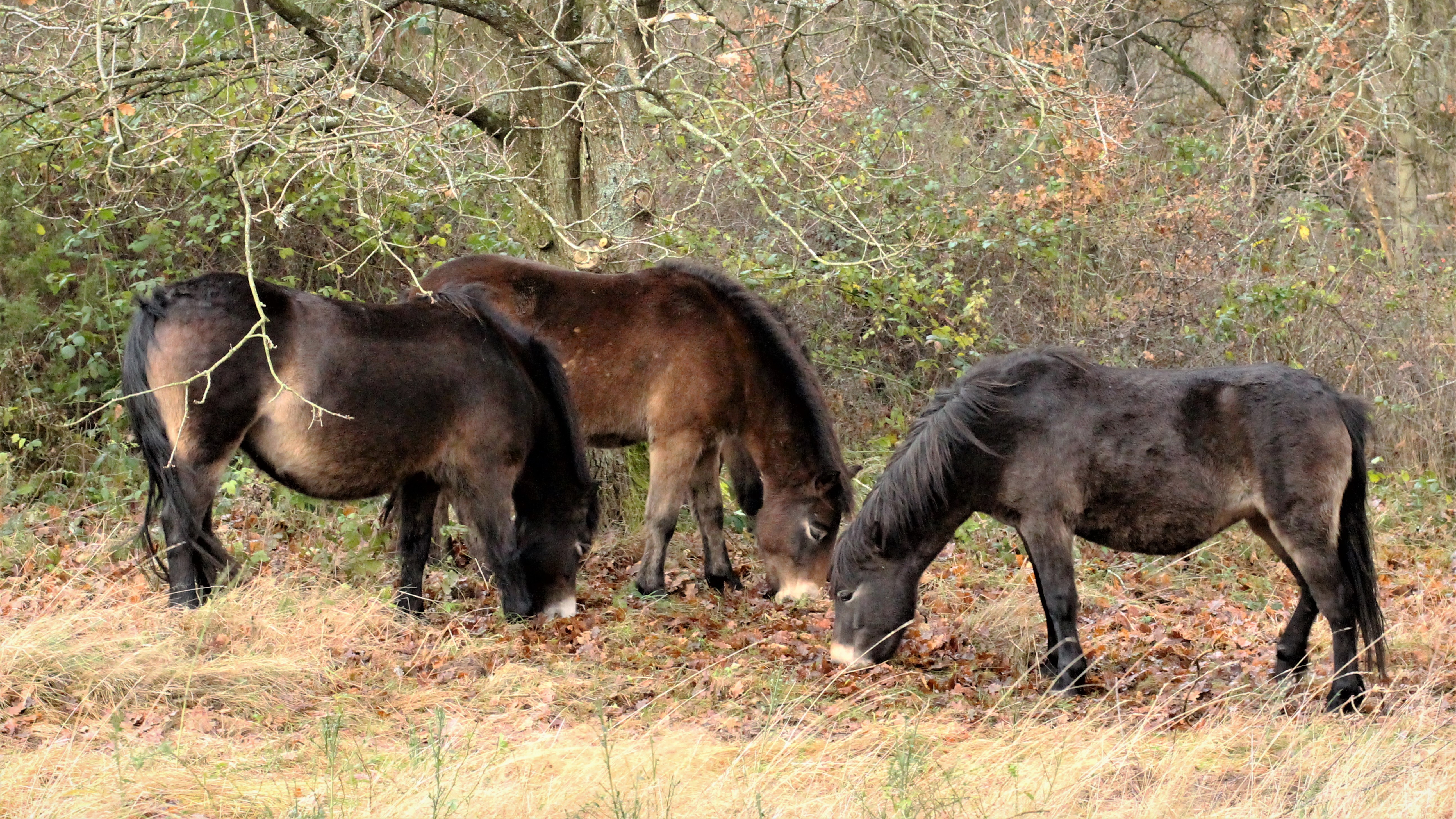 Vildheste på Mols i rewilding-projektet