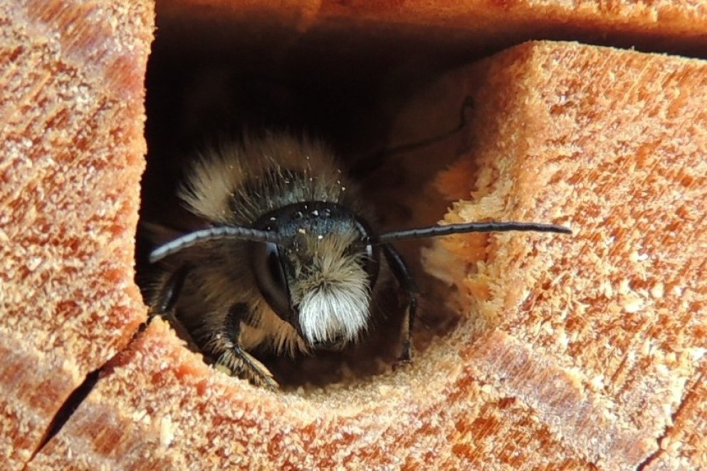 En rød murerbi ser ud fra et hul i noget træ