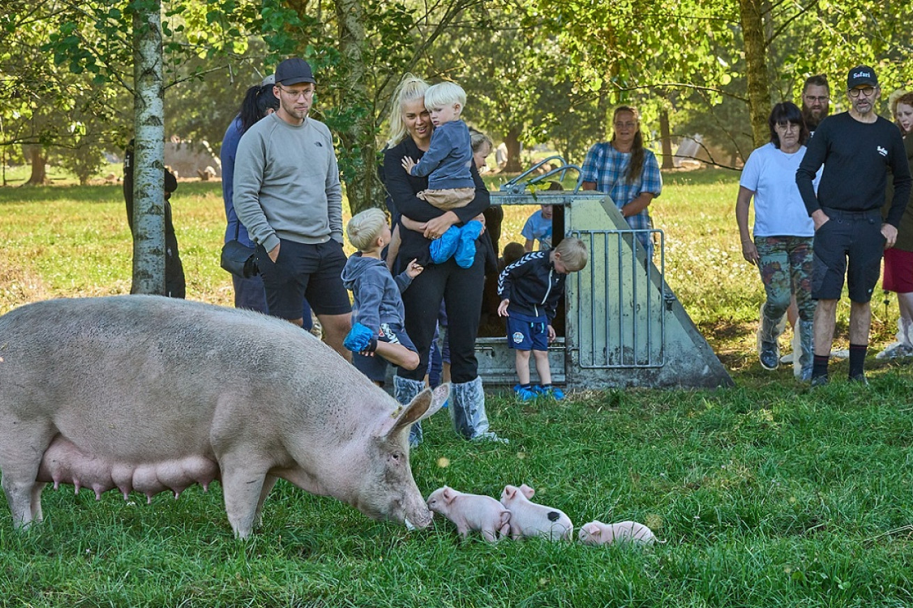 Gæster står med Brian Holm på en græsmark, hvor en so står med sine unger