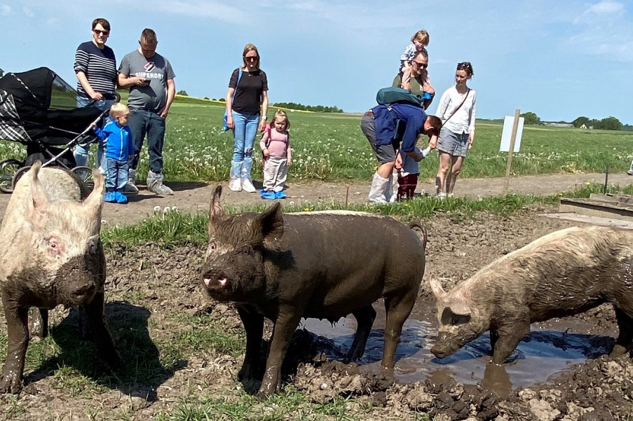 Grise mudderbader foran gæsterne ved Sofari.