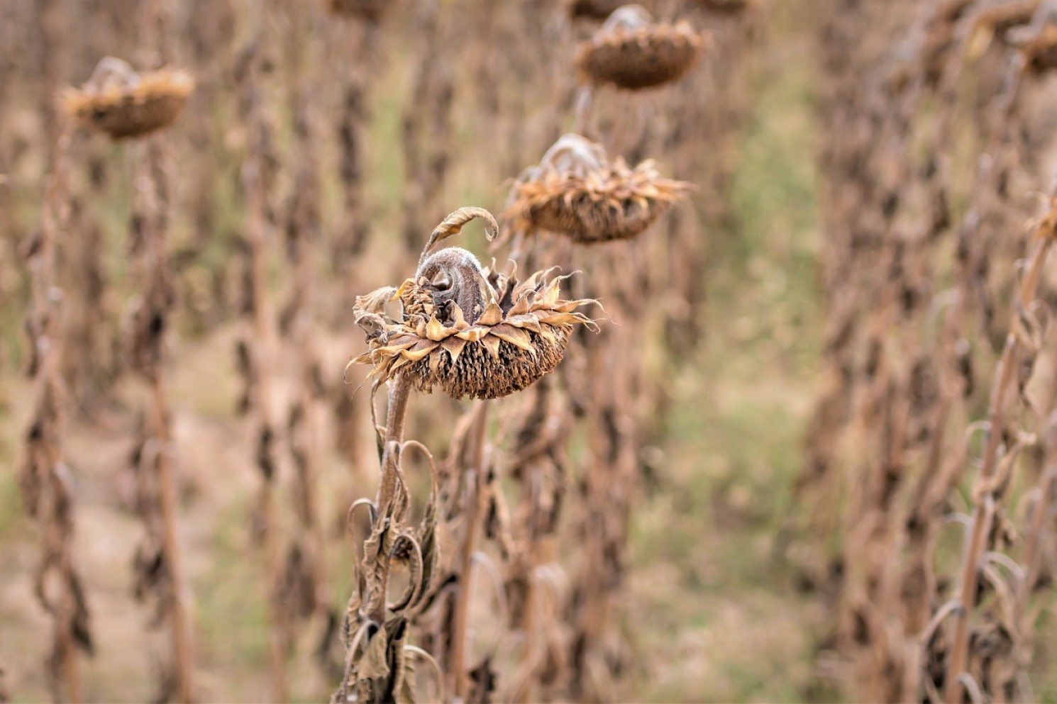 Solsikker på række ramt af tørke