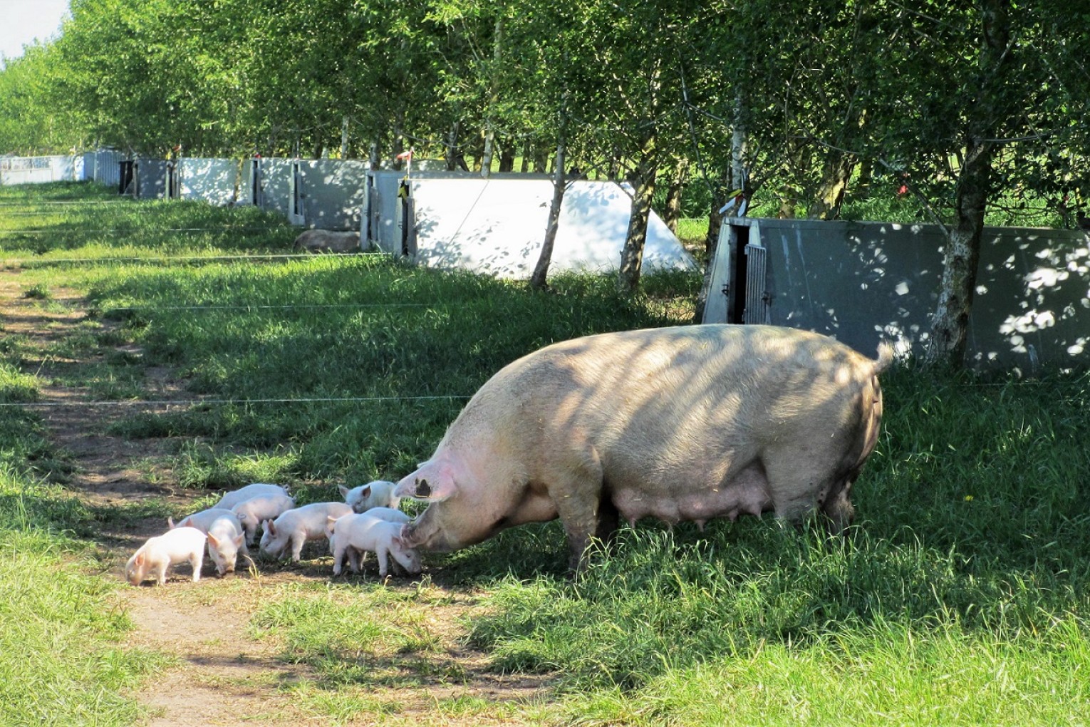 En so står med sine søer i skyggen fra poppeltræer