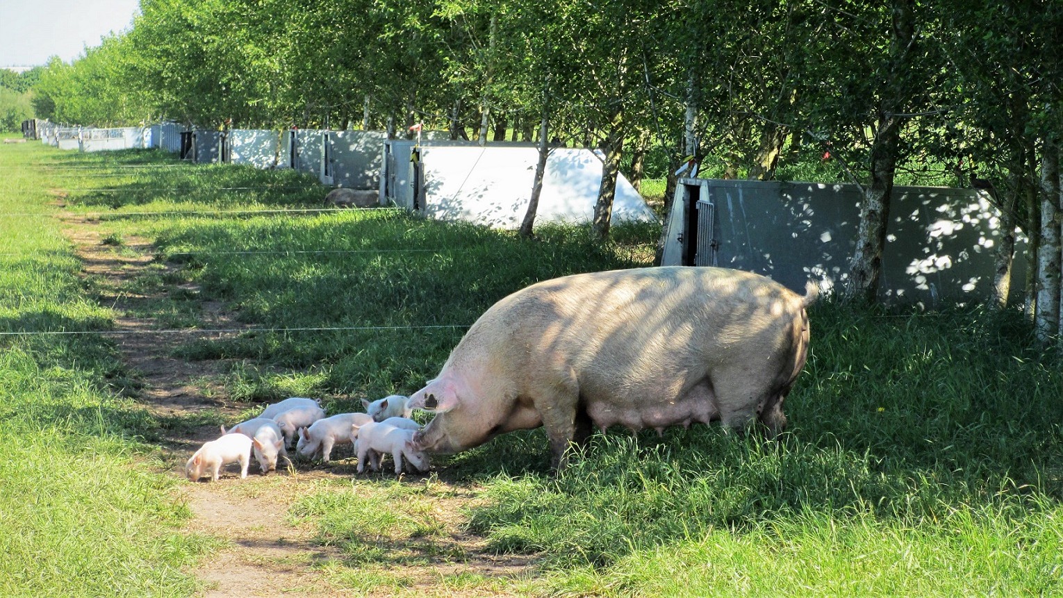 En so står med sine søer i skyggen fra poppeltræer