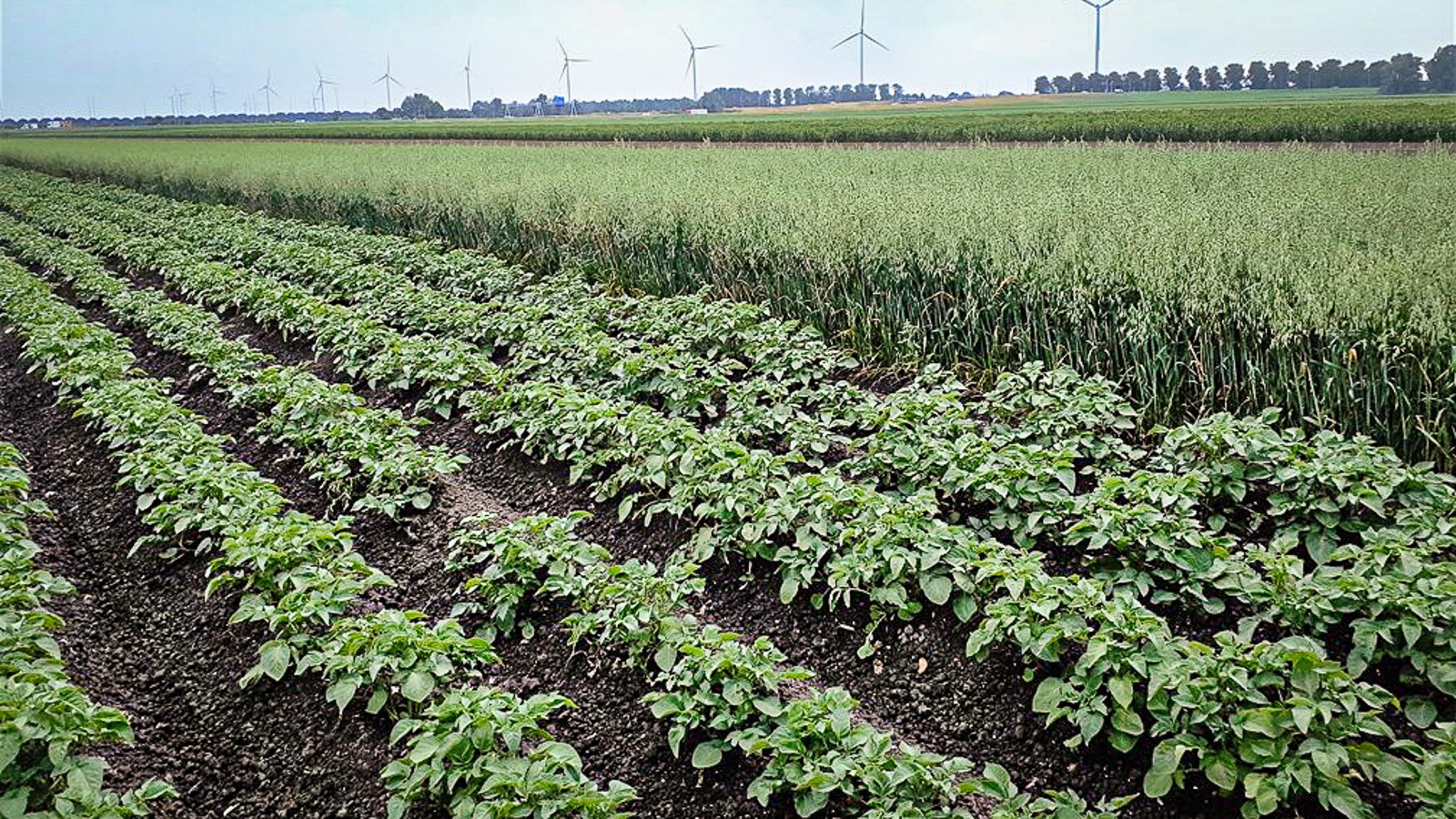 Her dyrkes på 6 meter med kartofler havre, kløvergræs, hestebønne, pastinak, broccoli samt blomsterstriber
