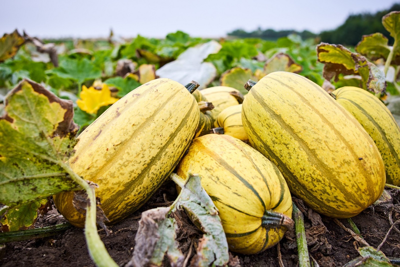 Græskar fra Peter Brødsgaard, Thorsbjerggaard
