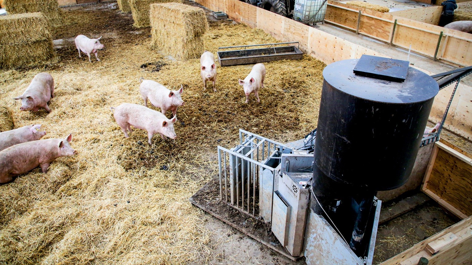 En flok grise står i en hal og ser på en transponder