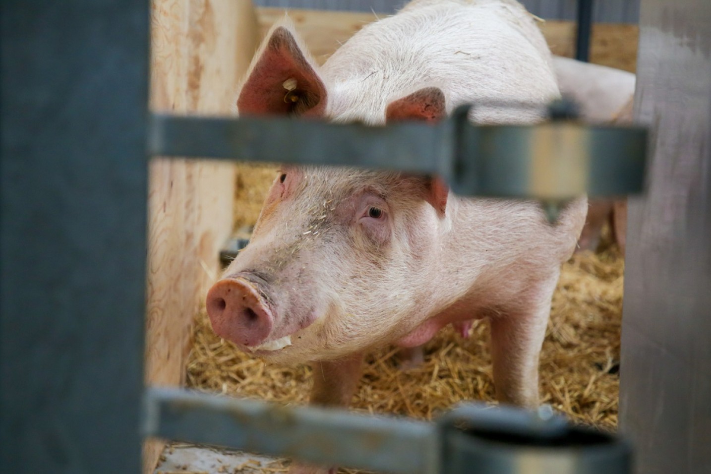 Nærbillede af en gris i en stald