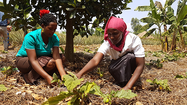 Kvinder arbejder i landbruget i Uganda