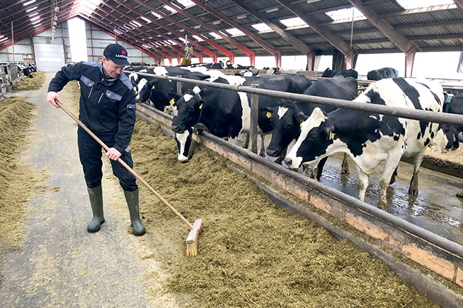 Landmand fejer på staldgang ved køer der æder foder