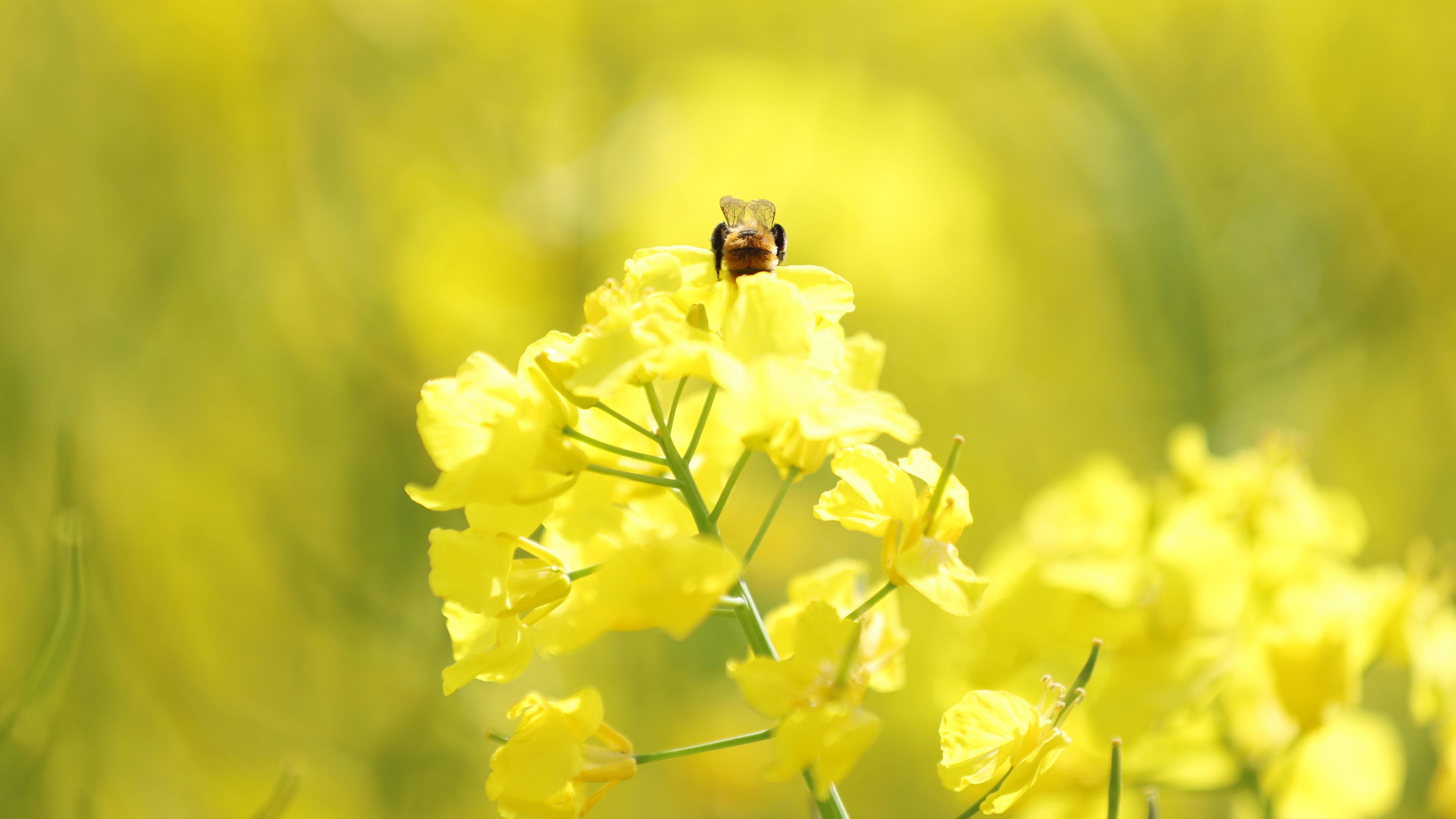 En bi samler nektar i en sprøjtet rapsmark