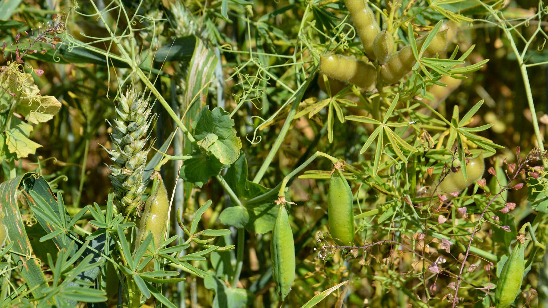Blandsæd af ært, lupin og vårhvede