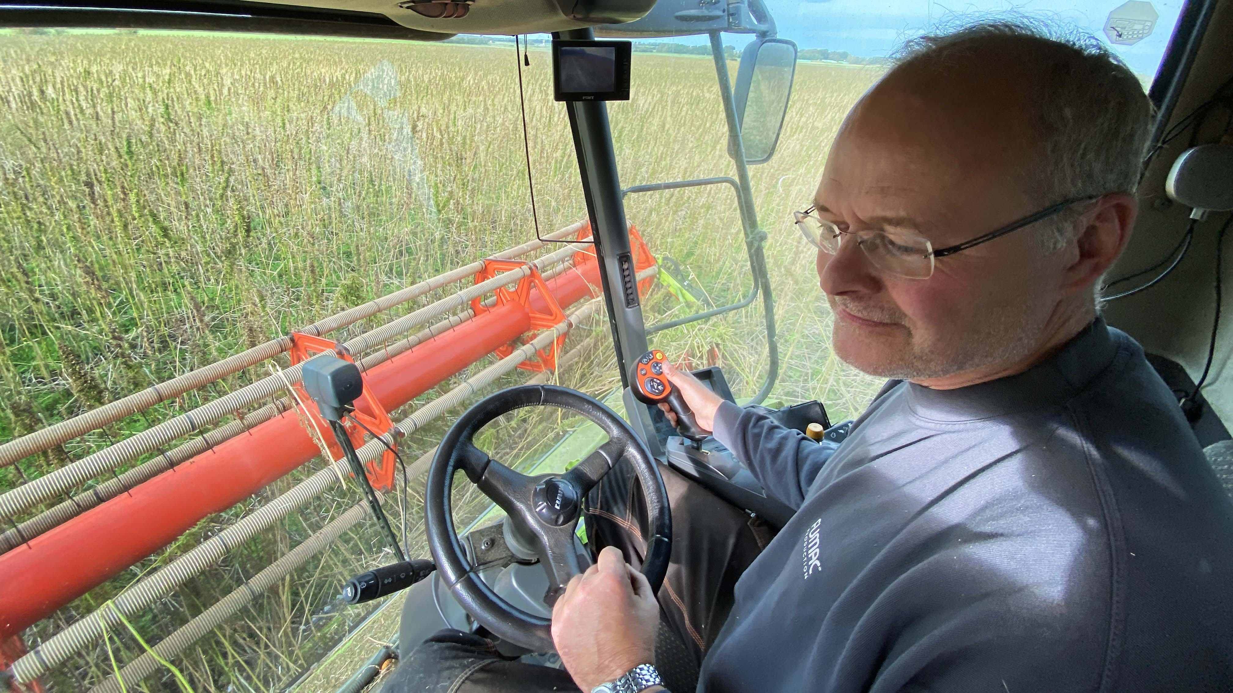 Landbrugsmedarbejder Flemming Baadsgaard kæmper sig gennem de høje hampplanter med mejetærskeren - i en stram lugt fra hampplanterne