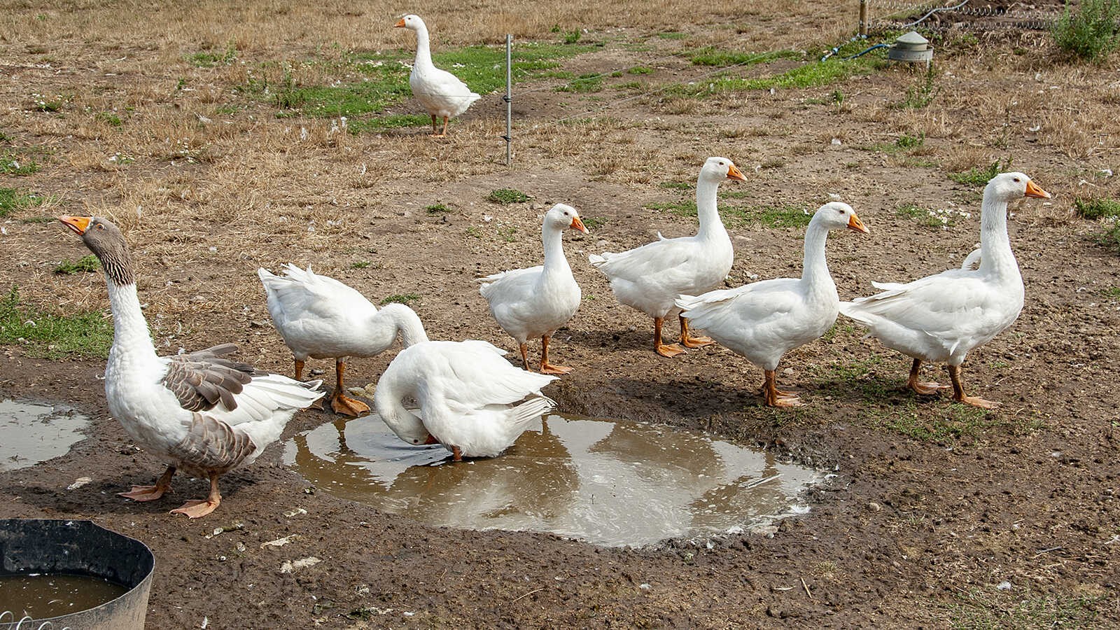 Gæs