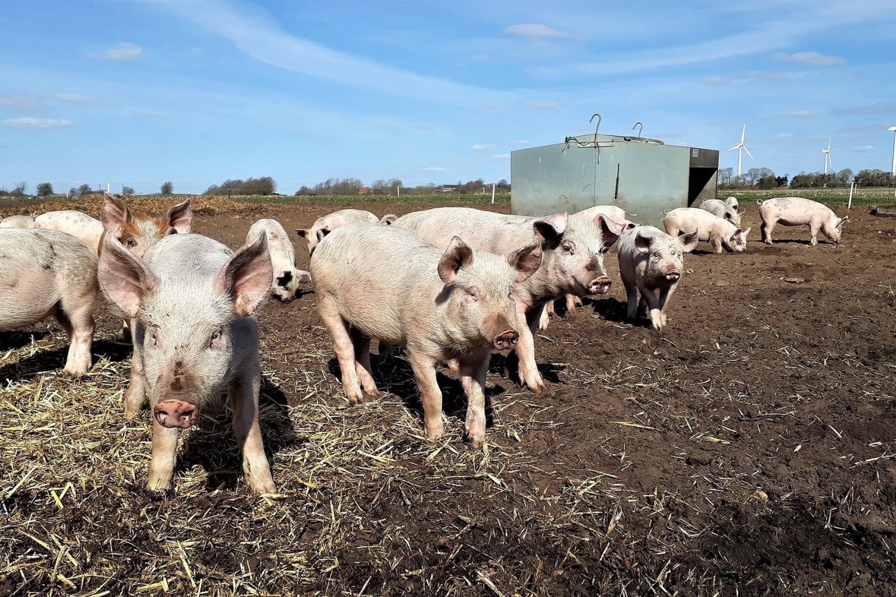 Grise går på en mark med vindmøller i baggrunden
