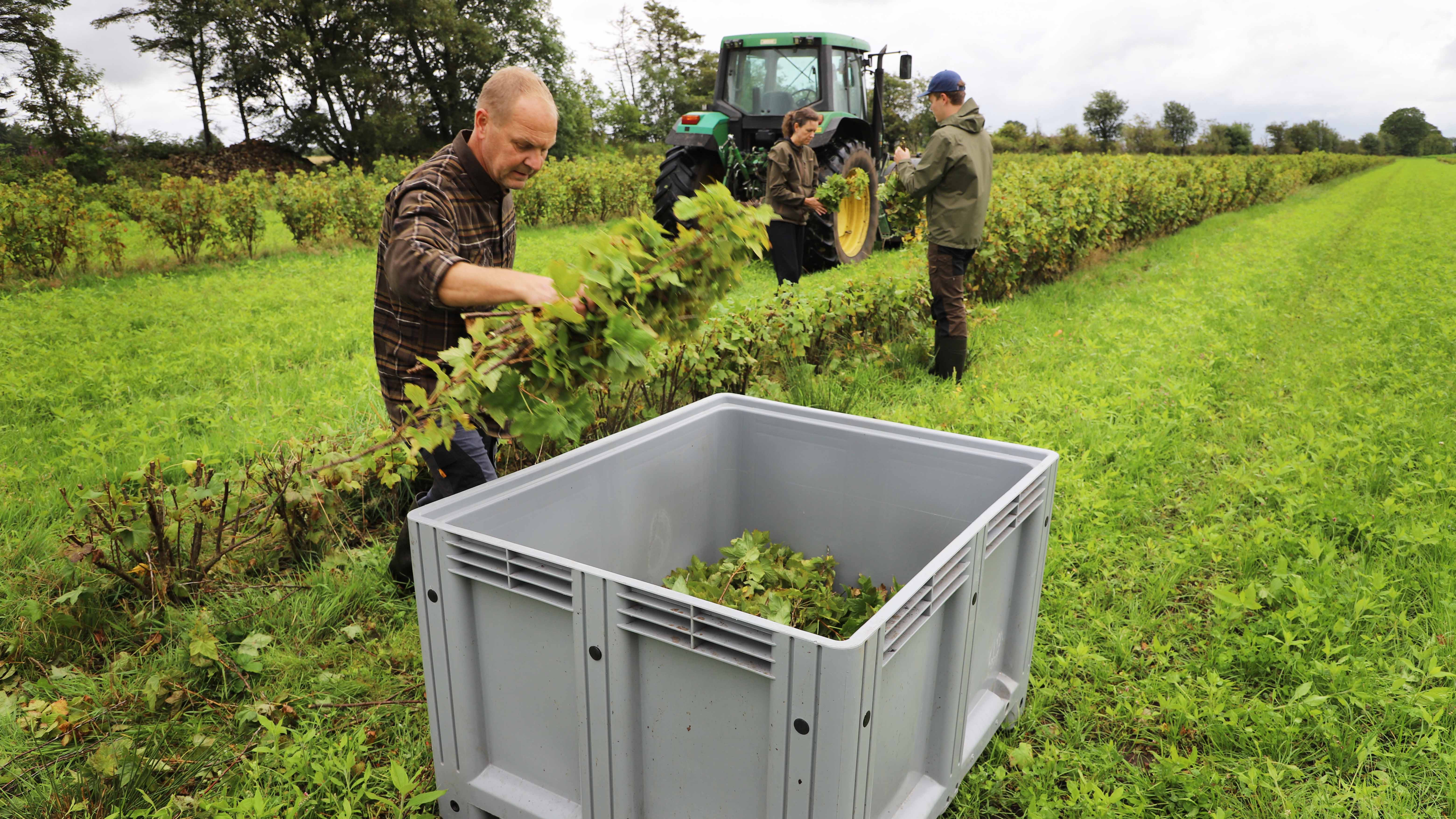 Finn, Helle og Søren Bilberg skærer grene og sorterer dem i deres lille familiedrevne firma Astrup Hede Økobær