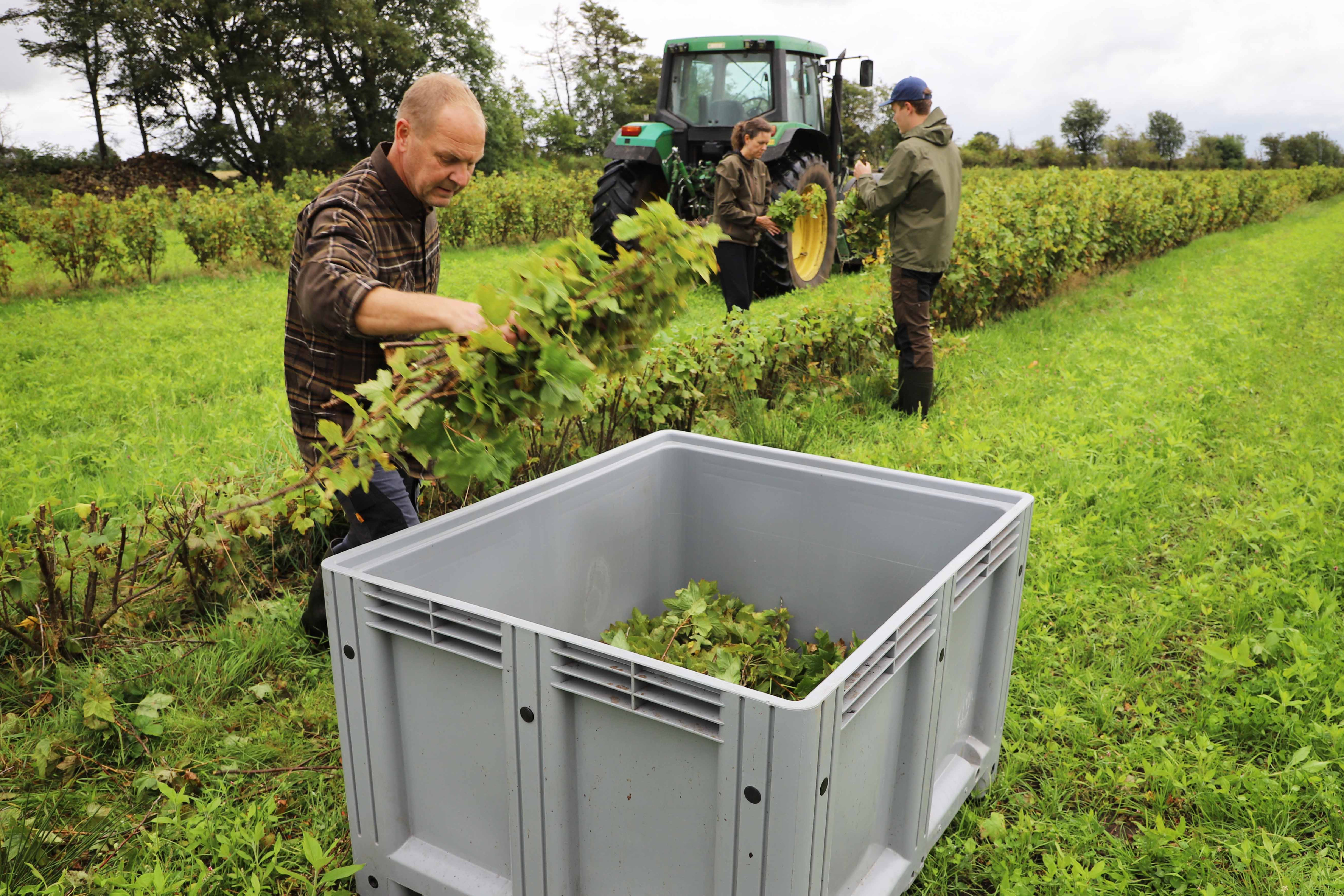 Finn, Helle og Søren Bilberg skærer grene og sorterer dem i deres lille familiedrevne firma Astrup Hede Økobær