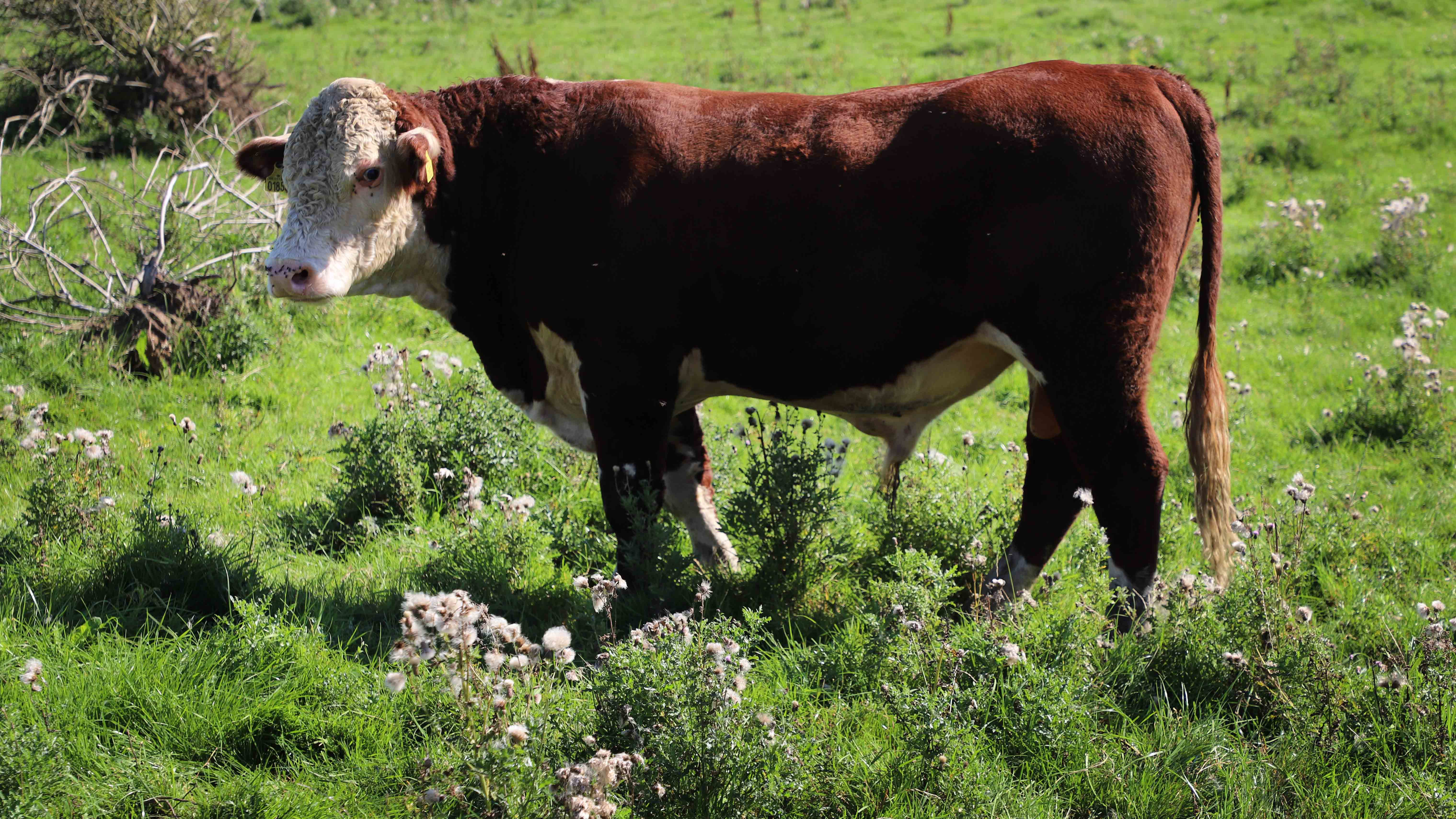 Når kvæg som Michaels Kjerkegaards hereford går på markerne året rundt, sparer han mange penge til driftsudgifter på stald, gyllespredning, græsslåning og brændstof. Han har kun en traktor og en kvægvogn til 400 ha