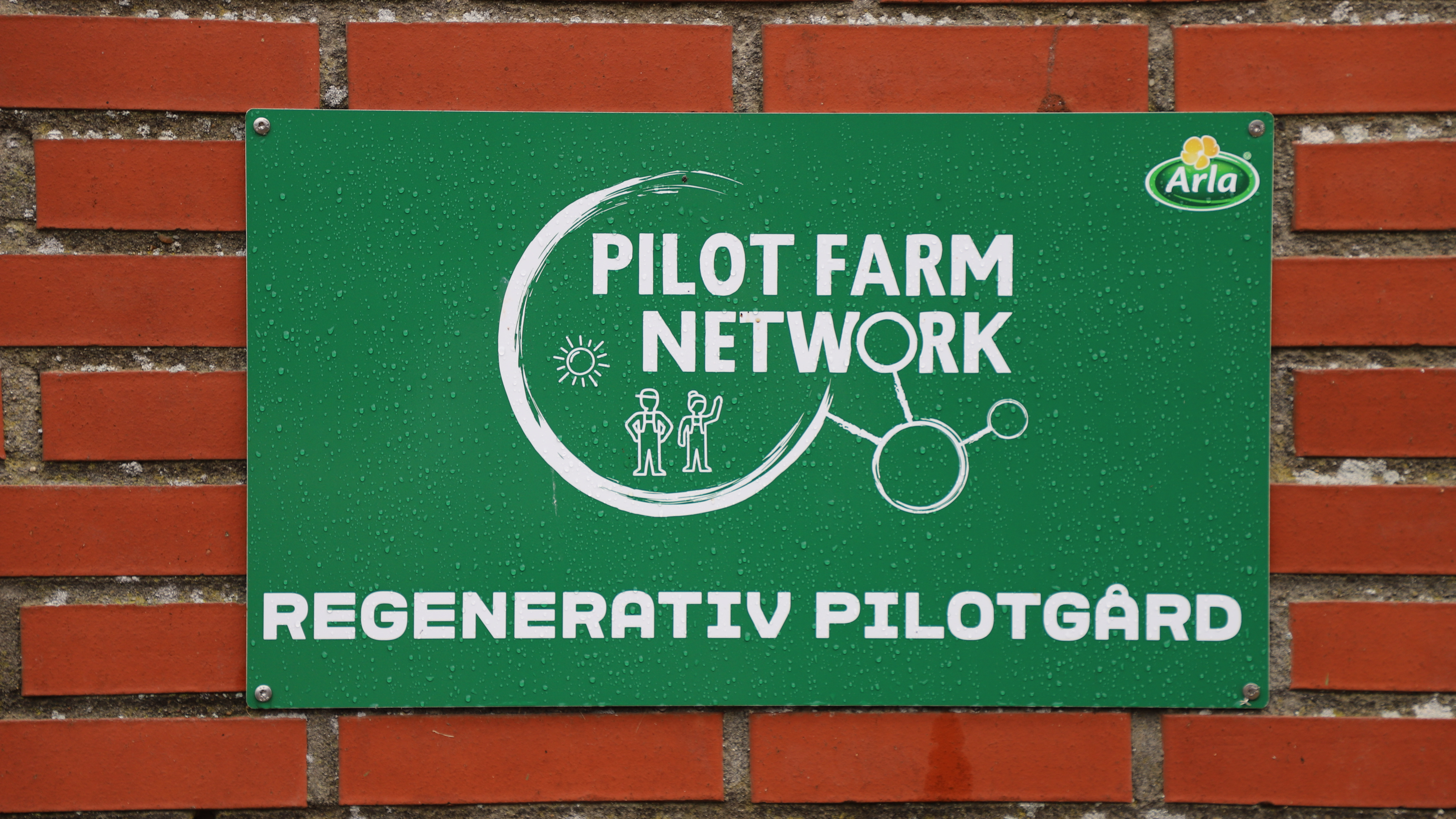 Arla har seks regenerative pilotgårde i Danmark, hvoraf de to er økologiske