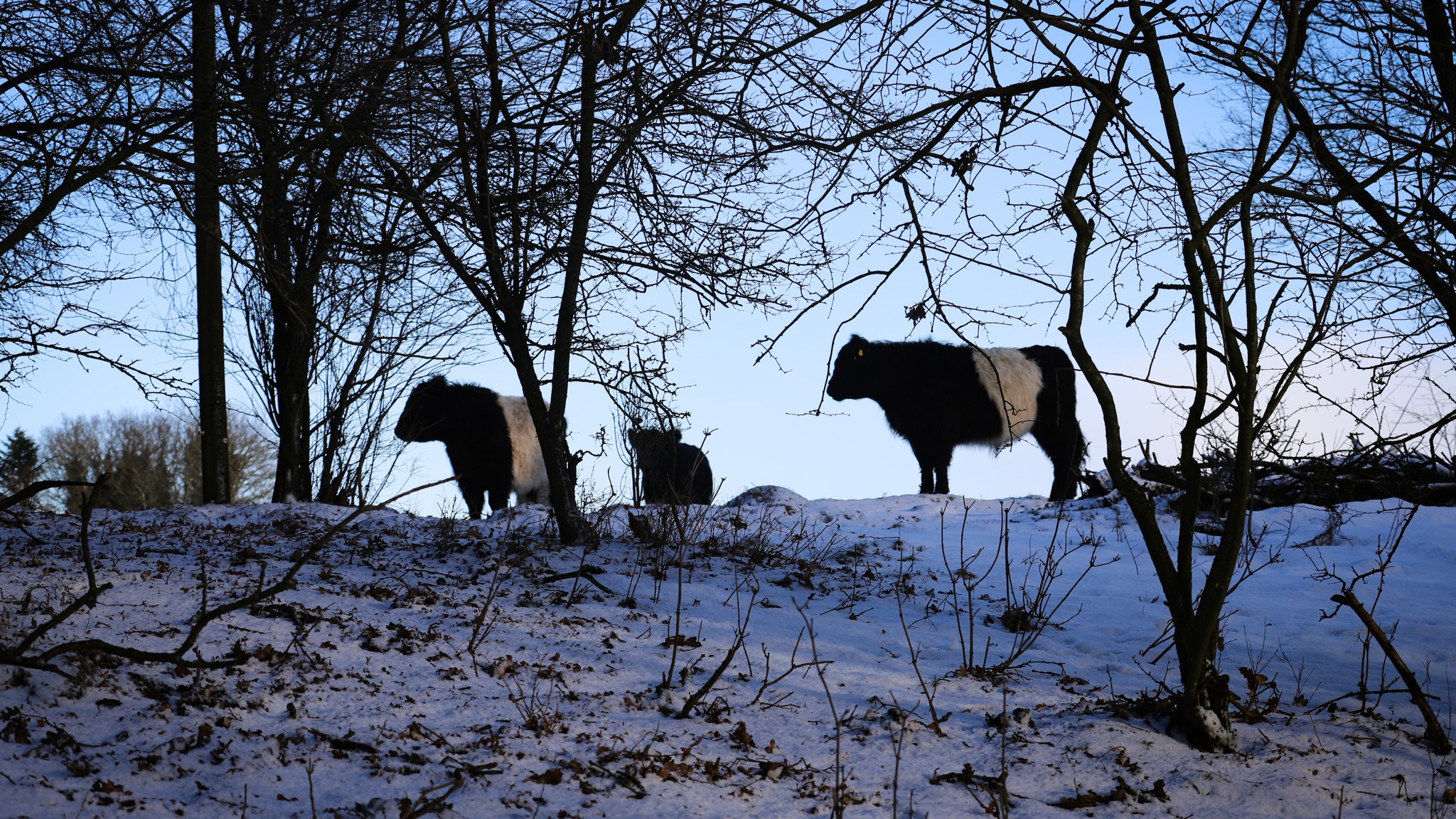 Naturen plejes året rundt i Viborg Kommunes græsningsprojekter, og kommunen har lagt en klar taktik for at få lodsejere til at engagere sig i endnu flere projekter
