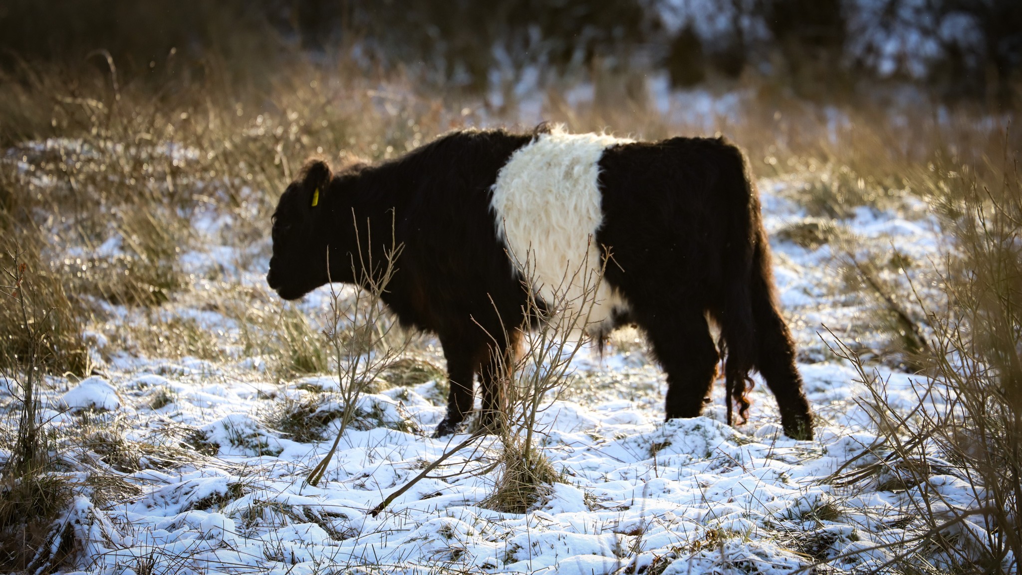 Typisk er der kvægracer på arealerne, der kan gå ude året rundt, som studen her af racen Galloway - populært kaldet oreo-kvæg på grund af striberne