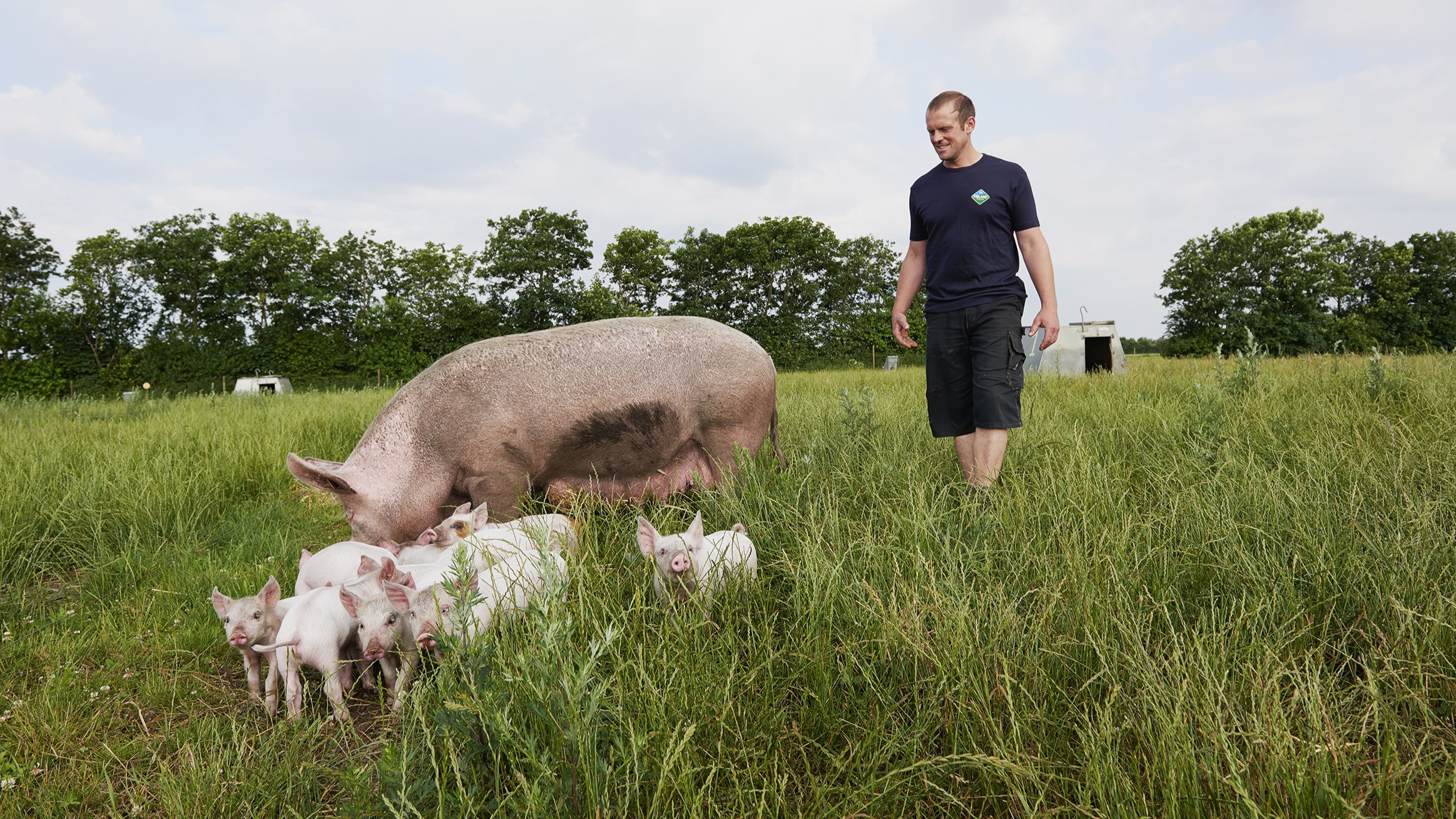 Jacob Gammelgaard med so og grise i marken