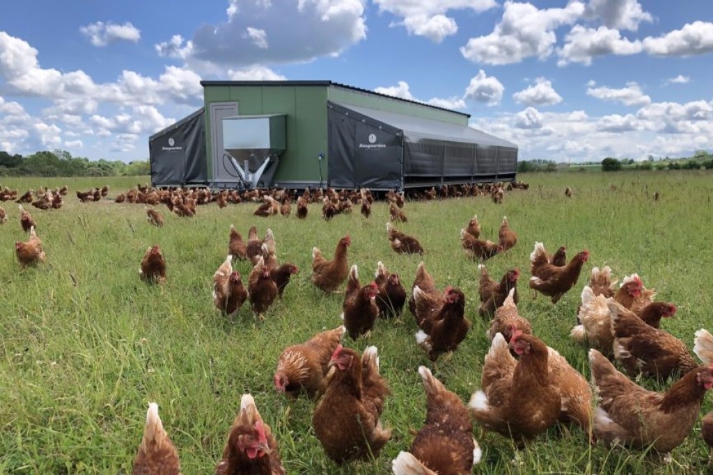 Høns græsser foran mobilt hønsehus