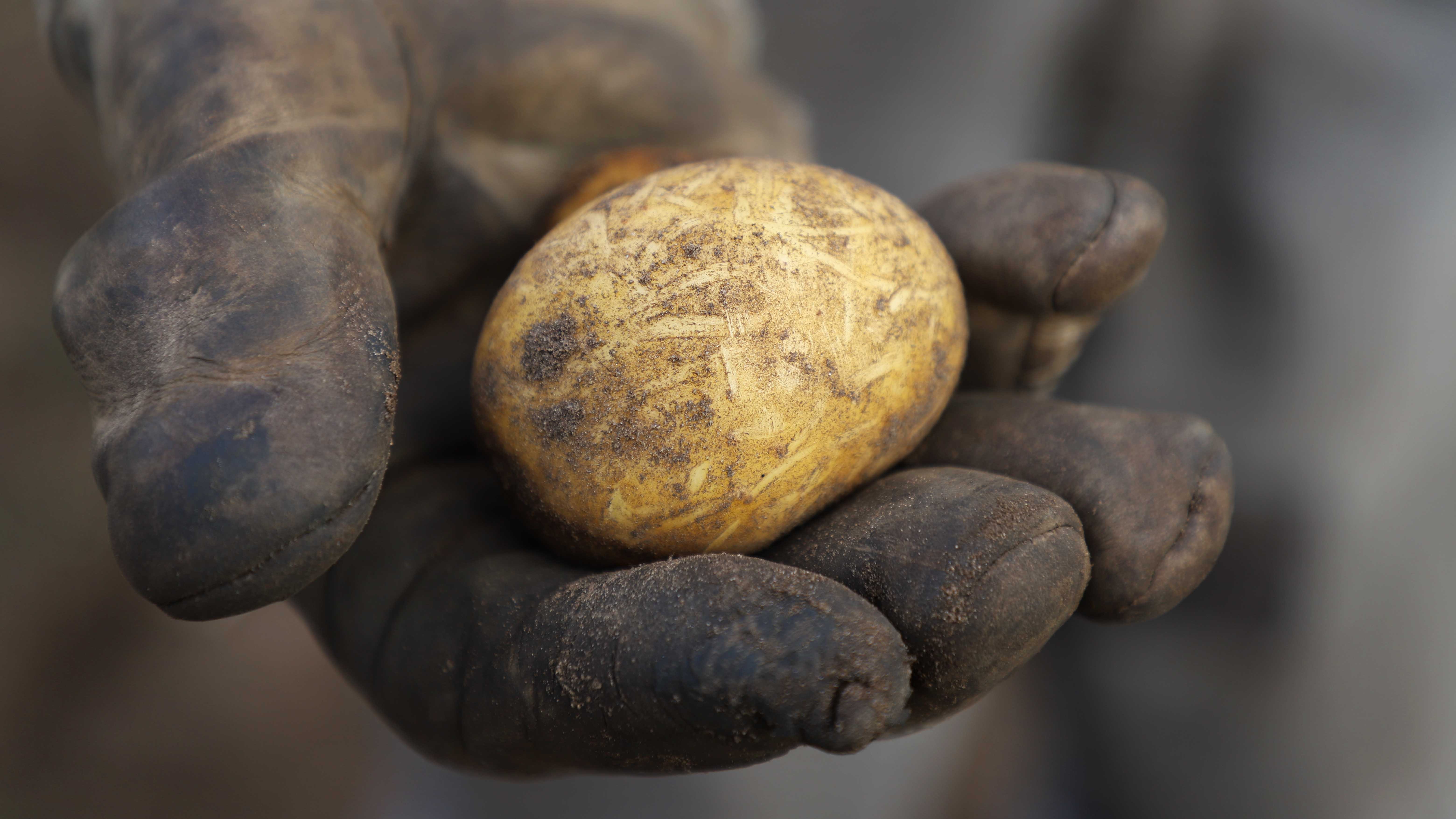Efter høsten bliver det grundigt undersøgt, hvordan have-/parkaffaldet påvirker udbytte, skindkvalitet, og om der er udvikles sygdomme