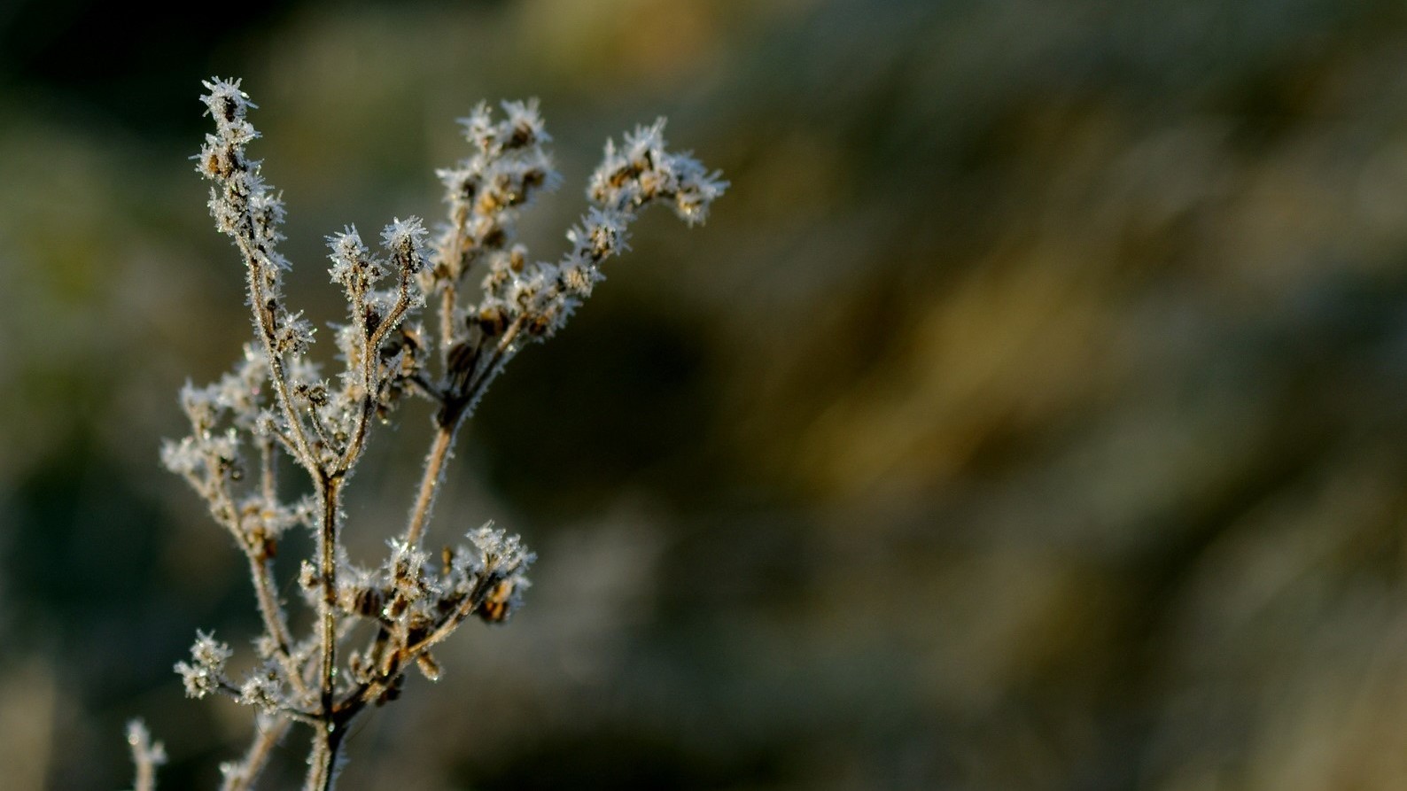 En frossen plante
