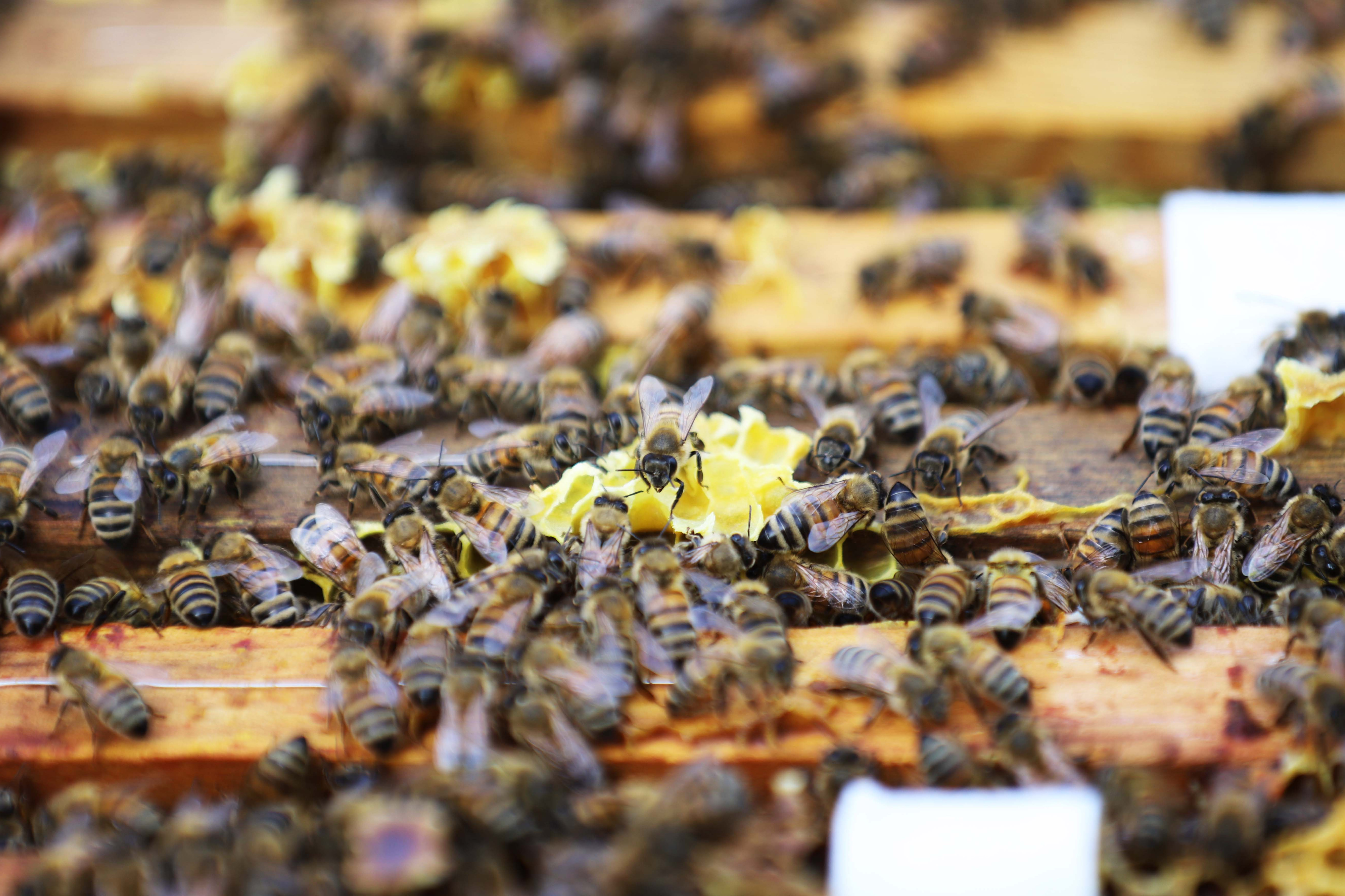 Økologiske honningbier hos Mathias Hvam ved Stråsø Naturnationalpark i Vestjylland