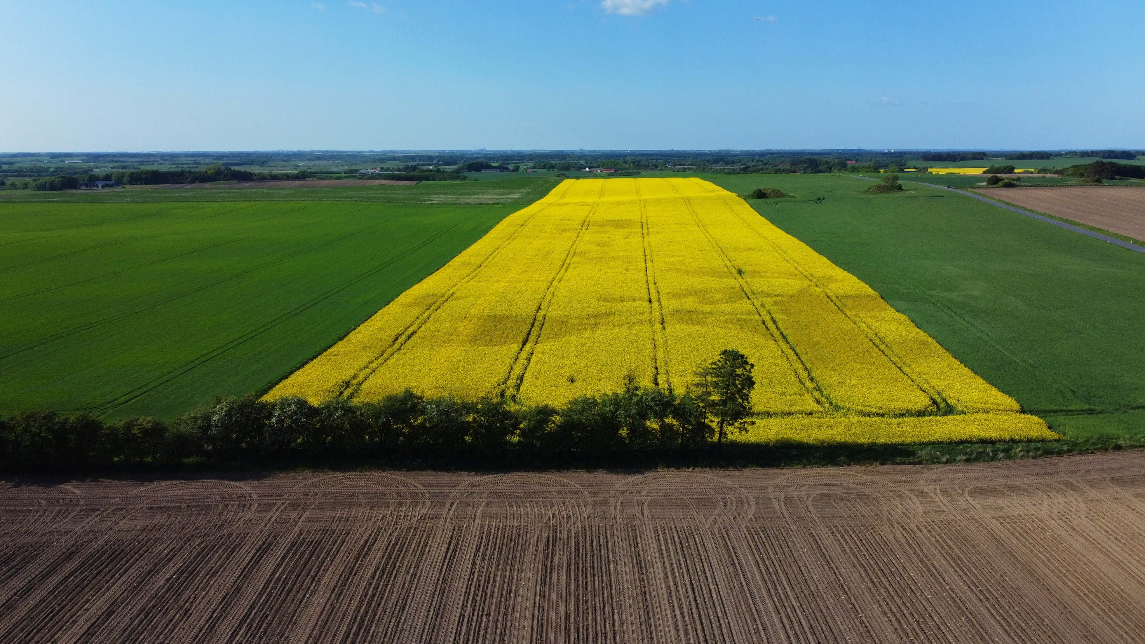 I det intensivt dyrkede danske landskab er det svært for økologerne at sætte bistader op i den påkrævede afstand af tre kilometer til en mark, der er sprøjtet med kemikalier - som denne rapsmark hvor sprøjtesporene er tydelige