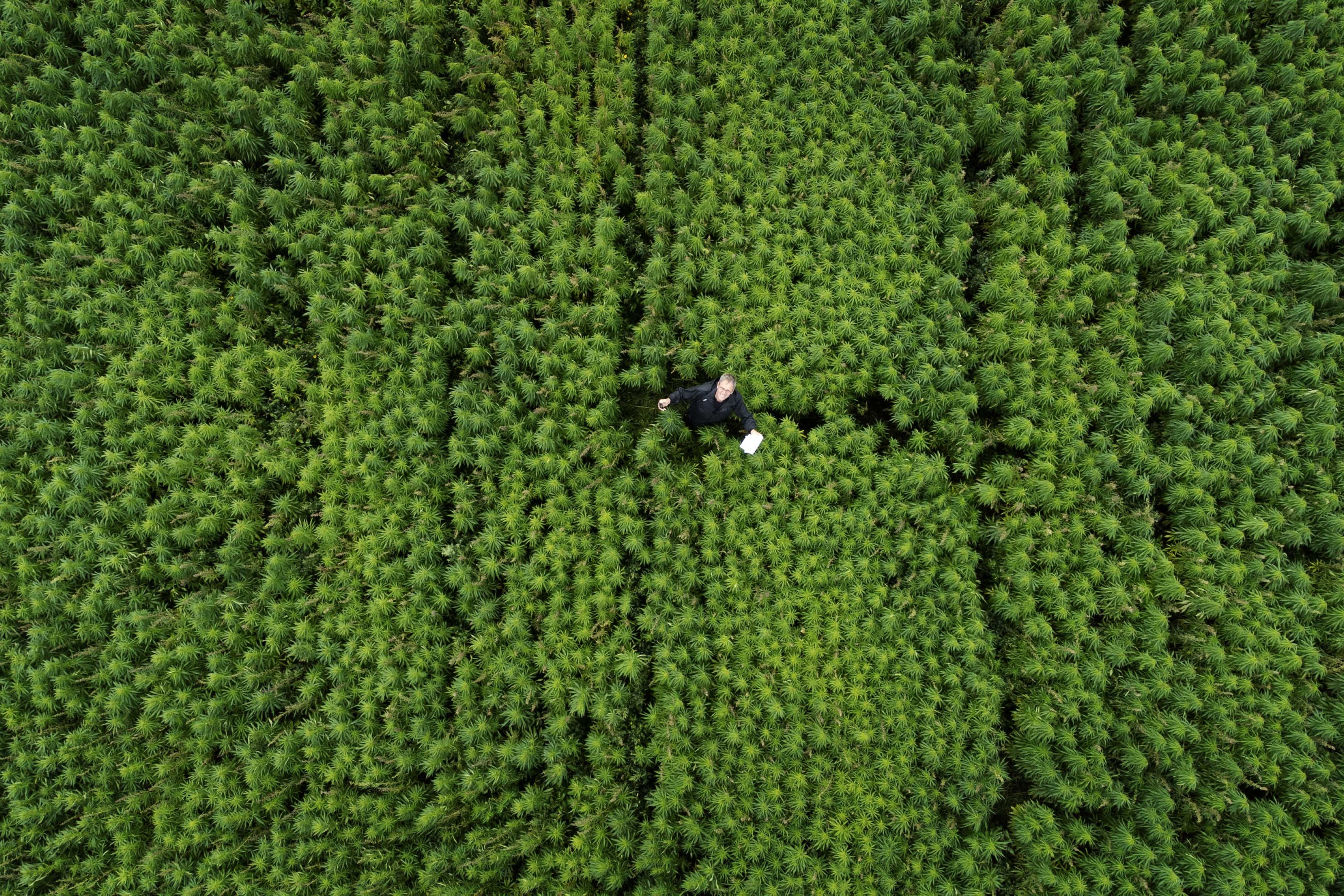 Dronefoto af Søren Bilstrup, der står på en mark med hamp