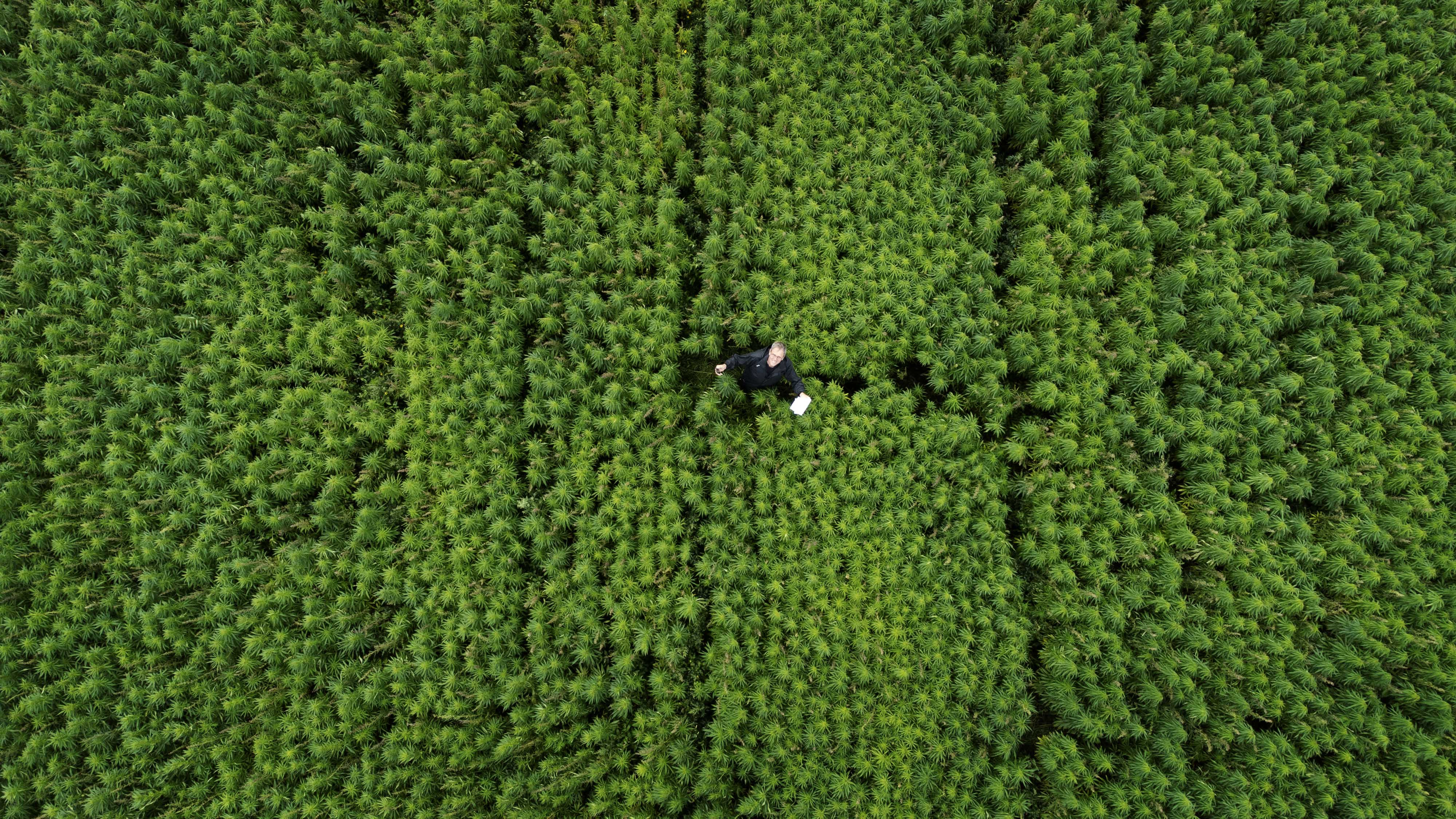 Dronefoto af Søren Bilstrup, der står på en mark med hamp