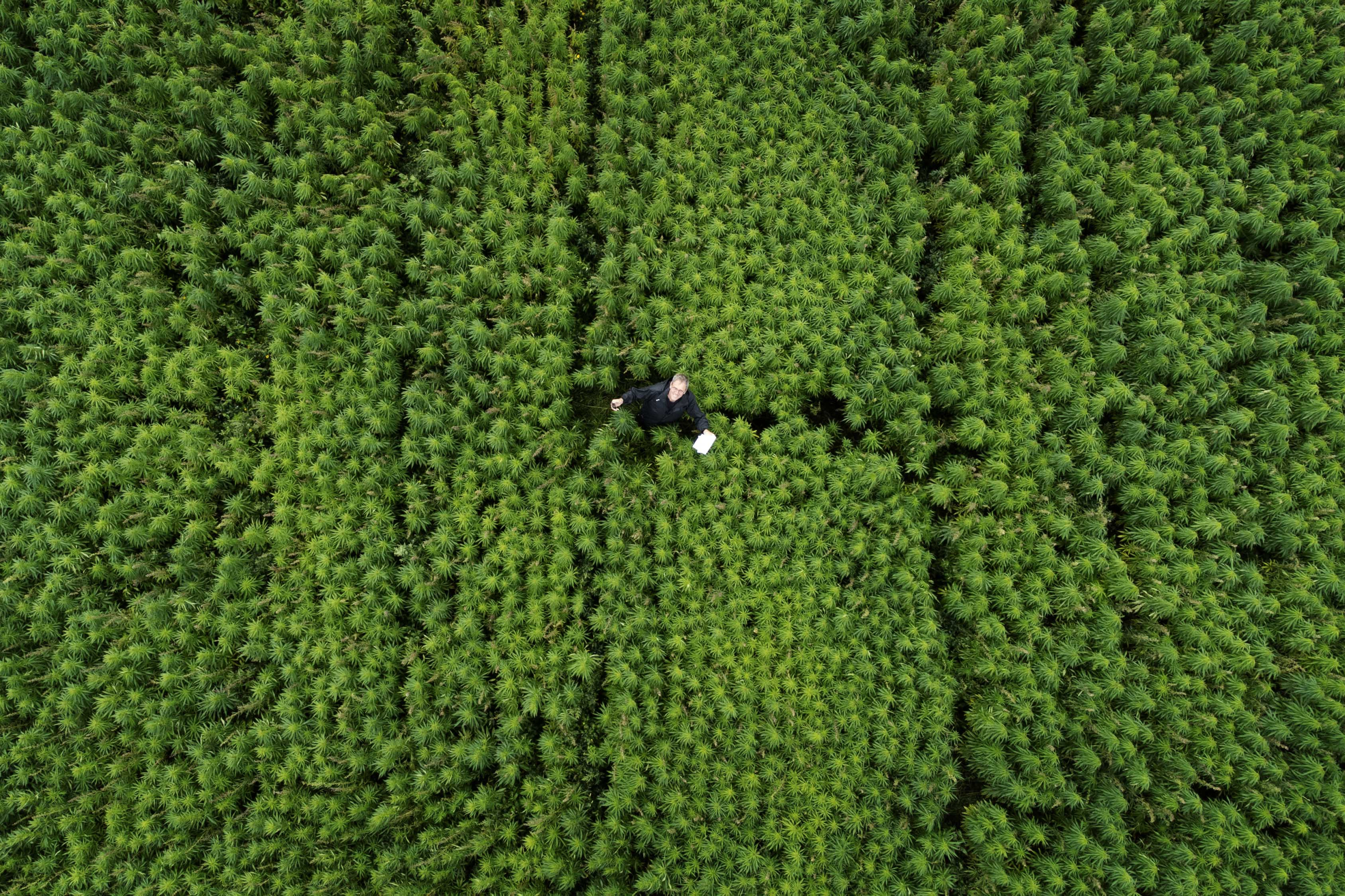 Dronefoto af Søren Bilstrup, der står på en mark med hamp