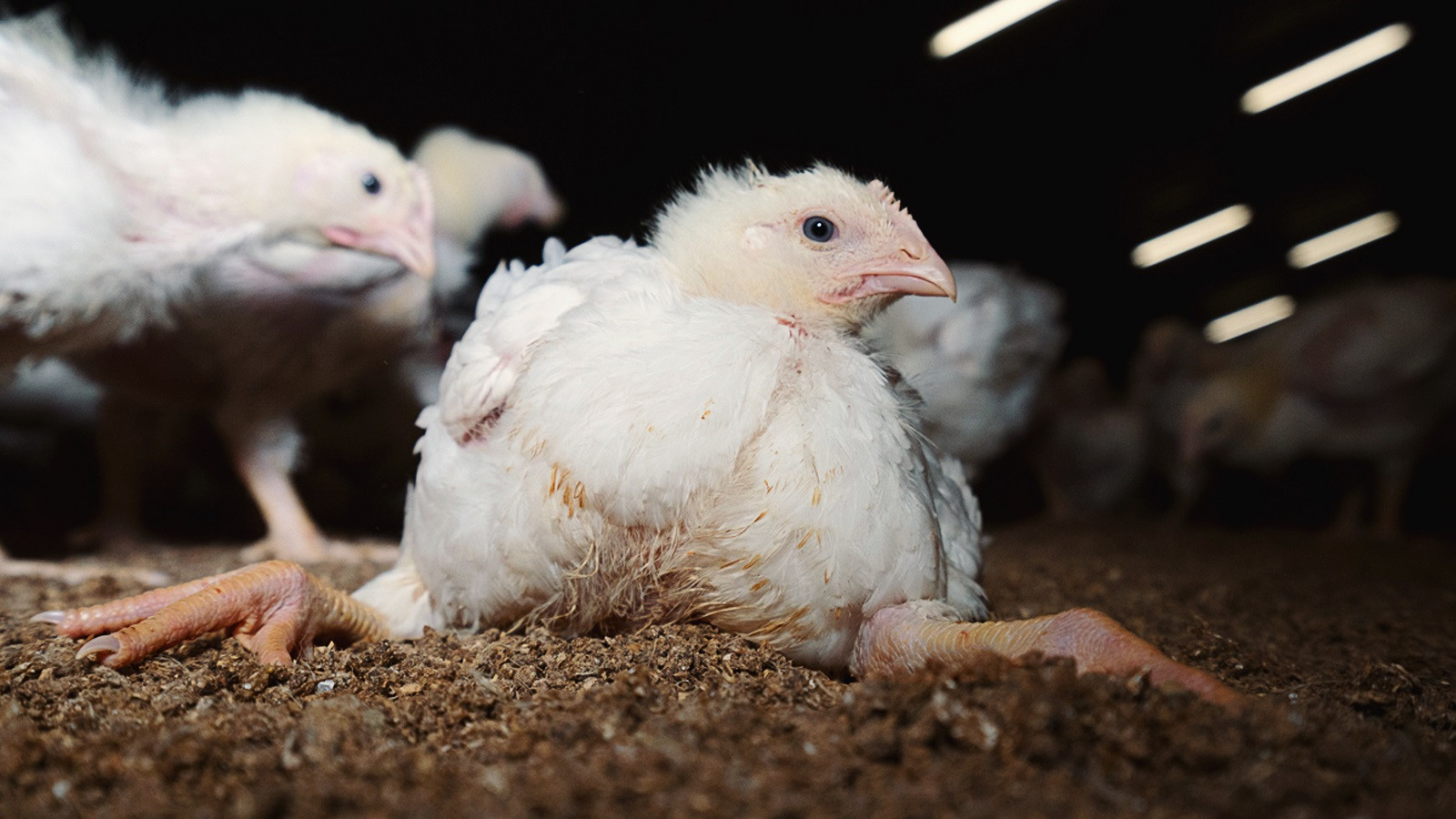Turbokylling er sunket sammen på gulvet i kyllingestald