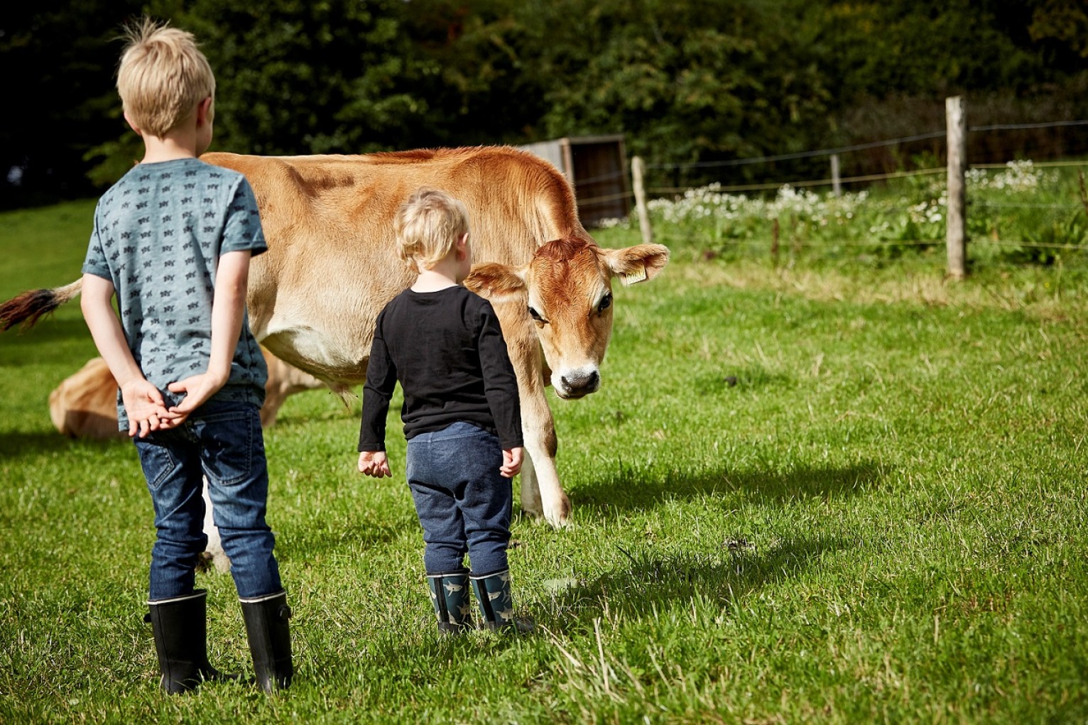 To børn ser på en ko