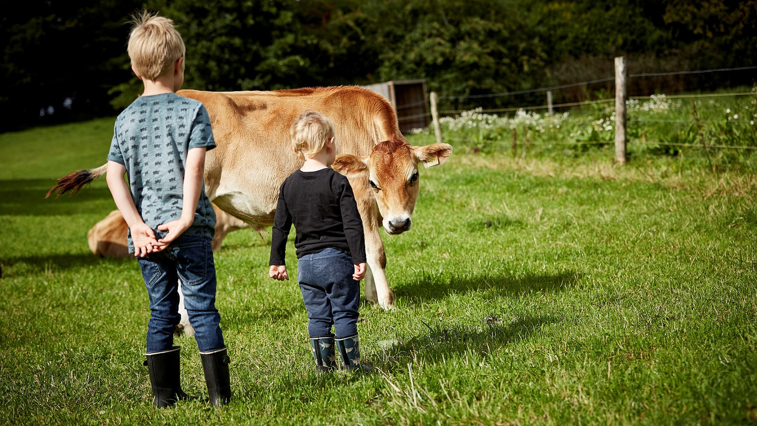To børn ser på en ko