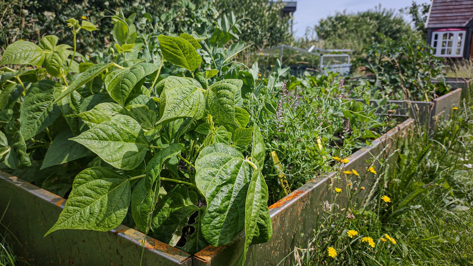 Min buskbønner står flot, og jeg er spændt på, hvornår jeg kan begyndte at høste fra dem