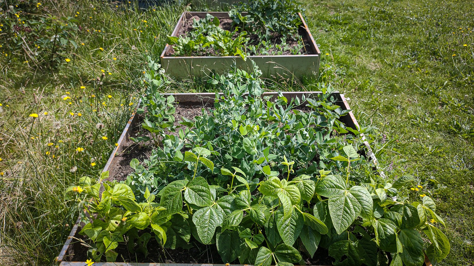 Det er lettest at holde ukrudtet væk i højbedene frem for bedet på friland. Det kan skyldes, at jorden i højbedene er indkøbt, mens frilandsbedet er græstørv, som er vendt om
