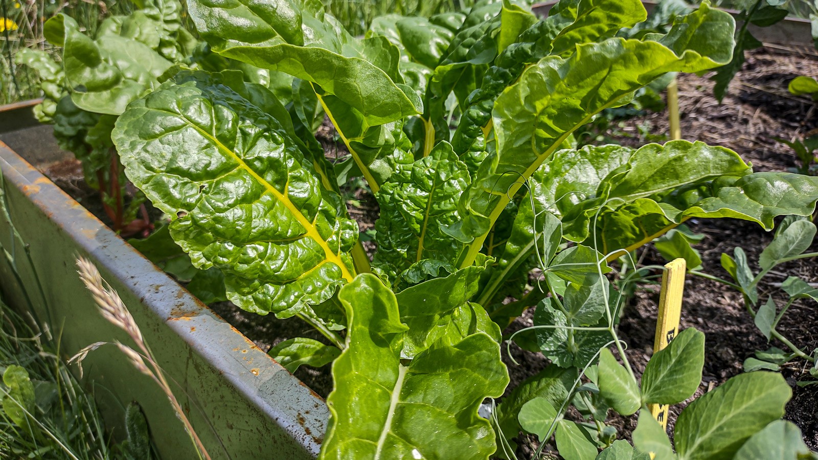 Nærbillede af velvoksne bladbeder