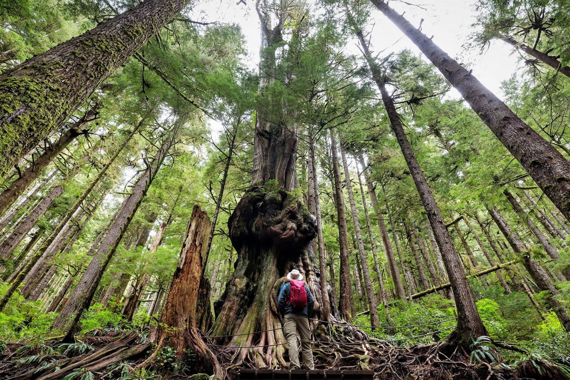 En mand står i en skov og ser på et træ
