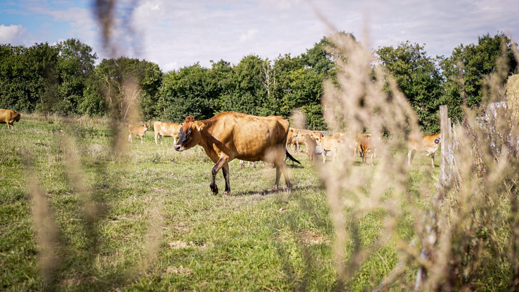 Køer går på marken ved Kalø Landbrugsskole og græsser