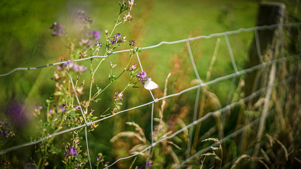 Nærbillede af sommerfugl på en lilla blomst