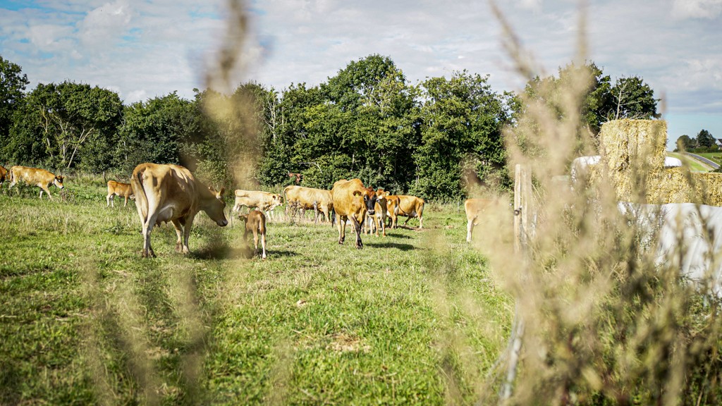 En flok køer græsser på marken ved Kalø Økologisk Landbrugsskole