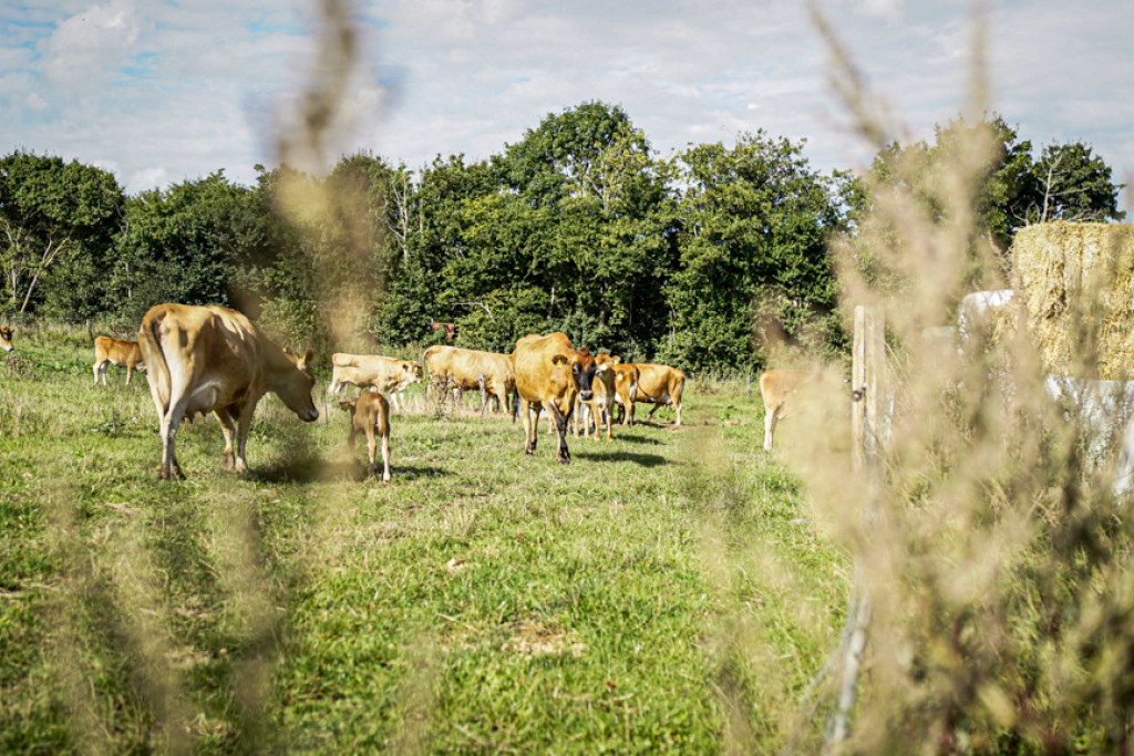 En flok køer græsser på marken ved Kalø Økologisk Landbrugsskole