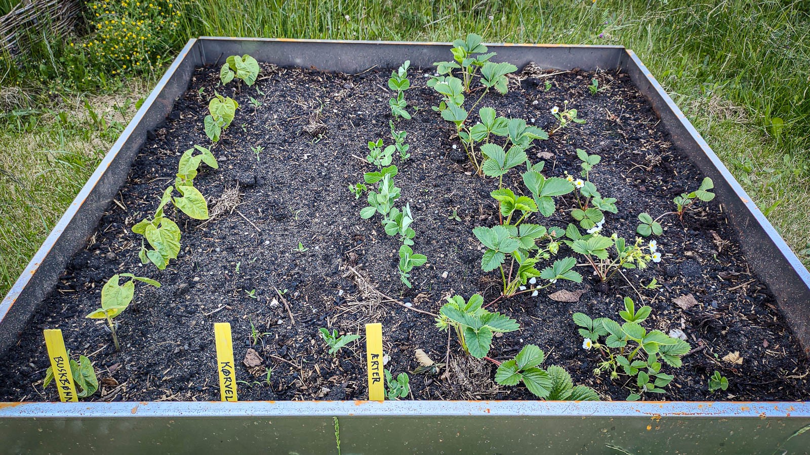 Det går ret godt for mine buskbønner, ærter og jordbær - de første jordbær er snart plukkeklar