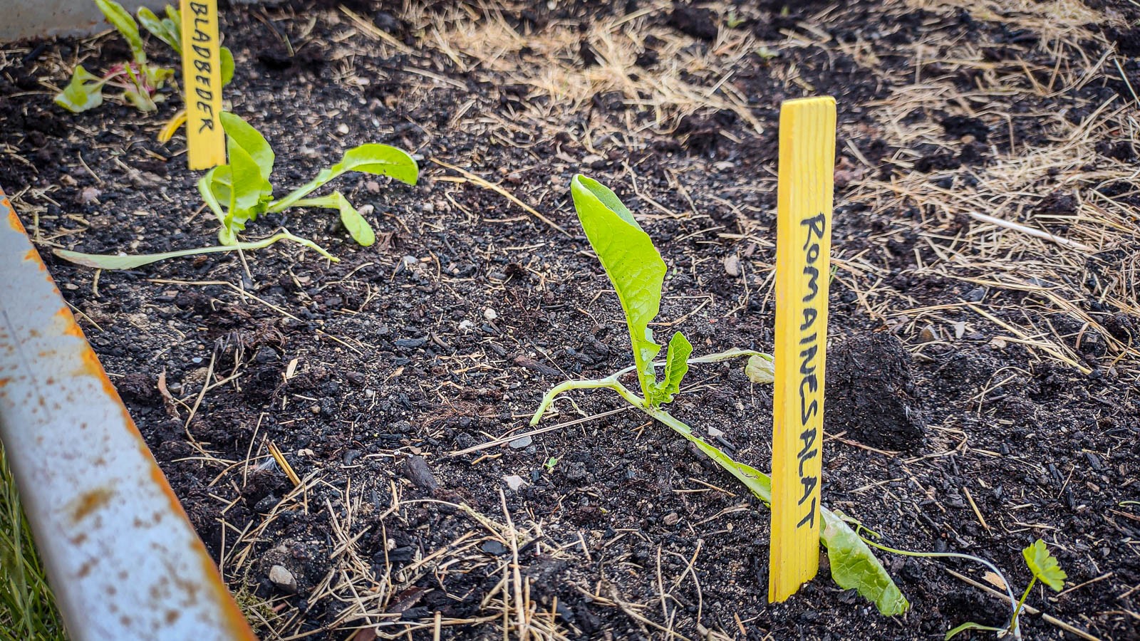 Jeg plantede mine forspirede bladbeder og romainesalat ud i mit højbed, og det er vist på vippen, om de klarer sig, fordi jeg ikke har afhærdet dem forinden