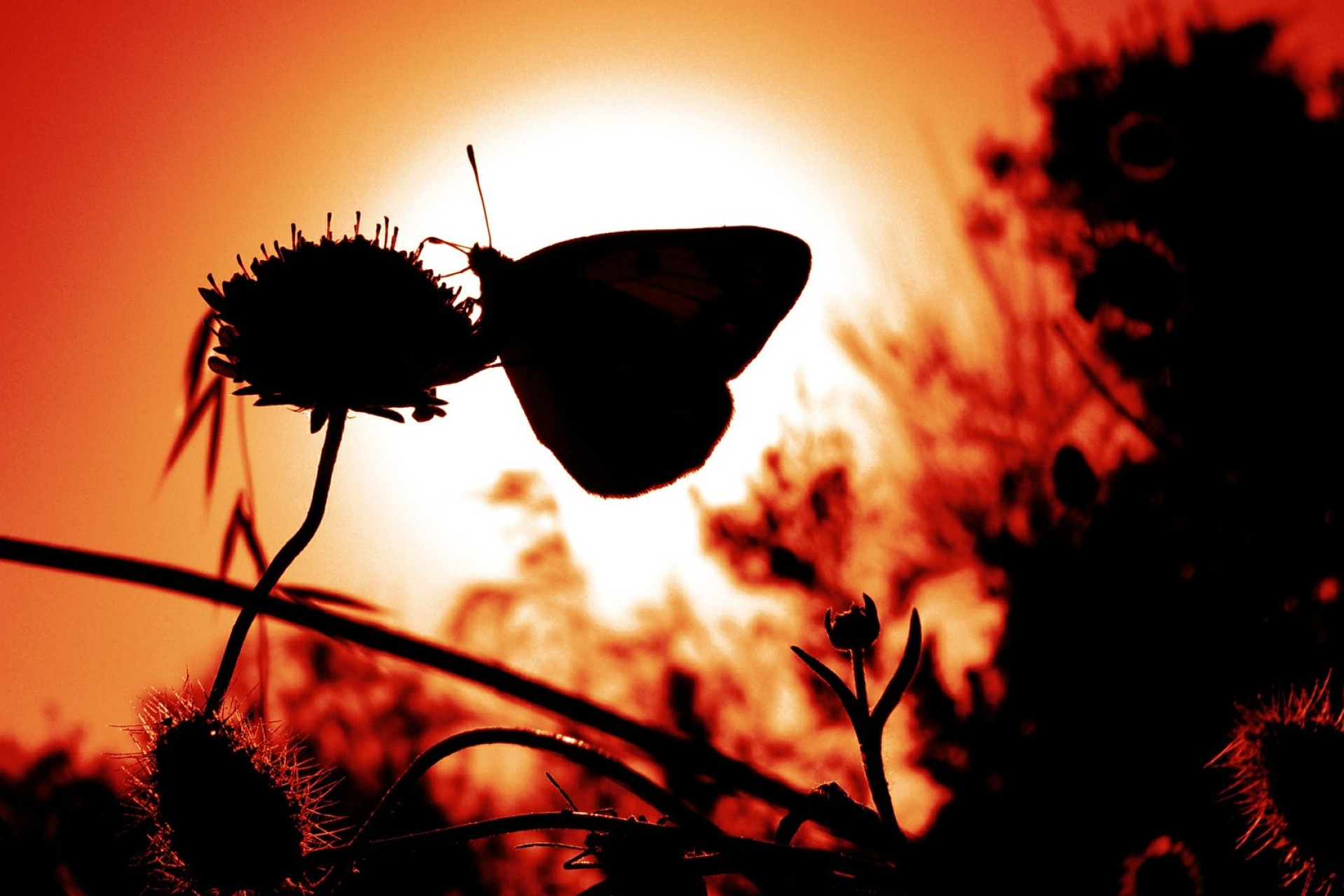 Et billede af en sommerfugl i modlys