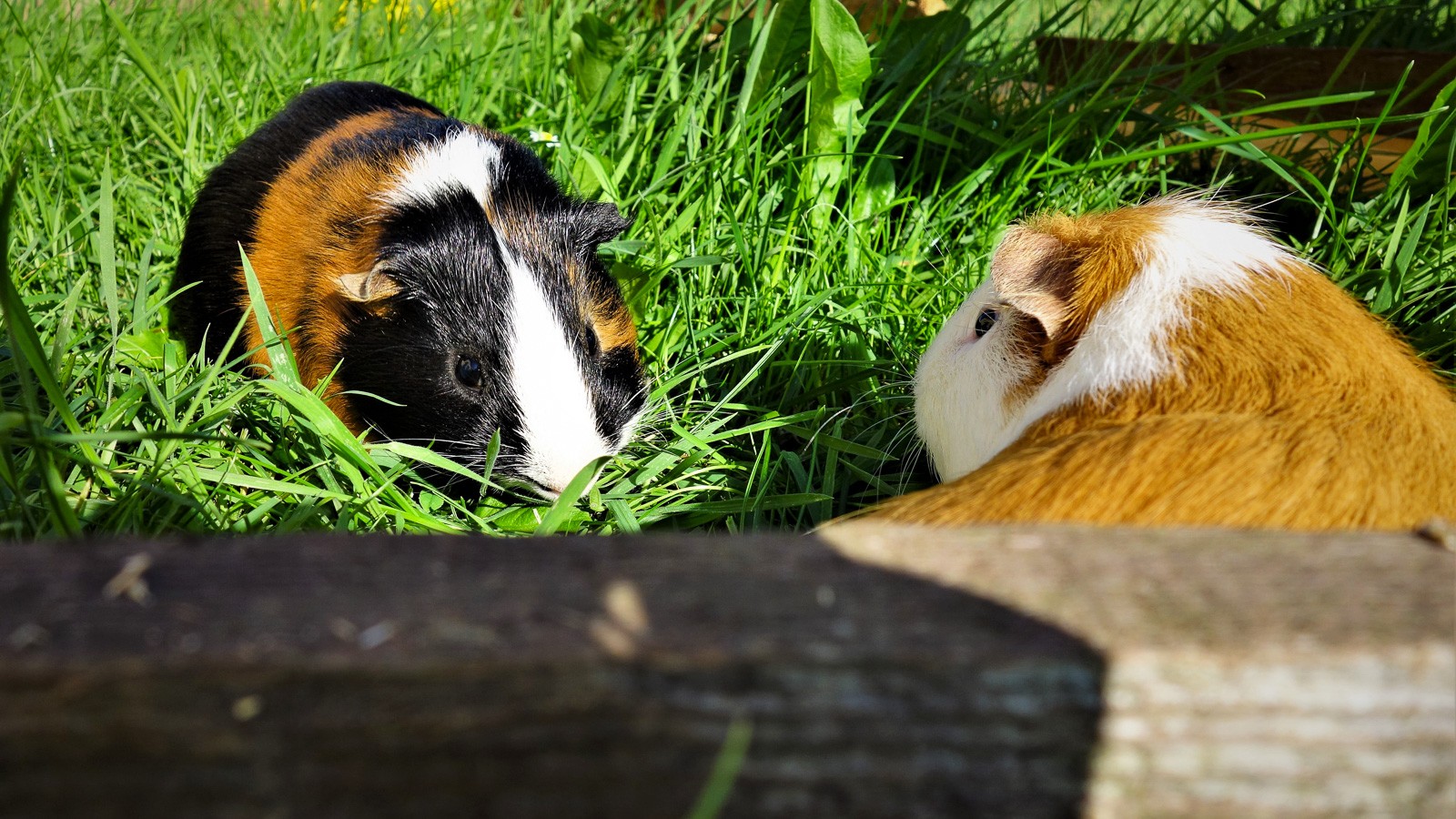 To marsvin går udenfor og spiser græs